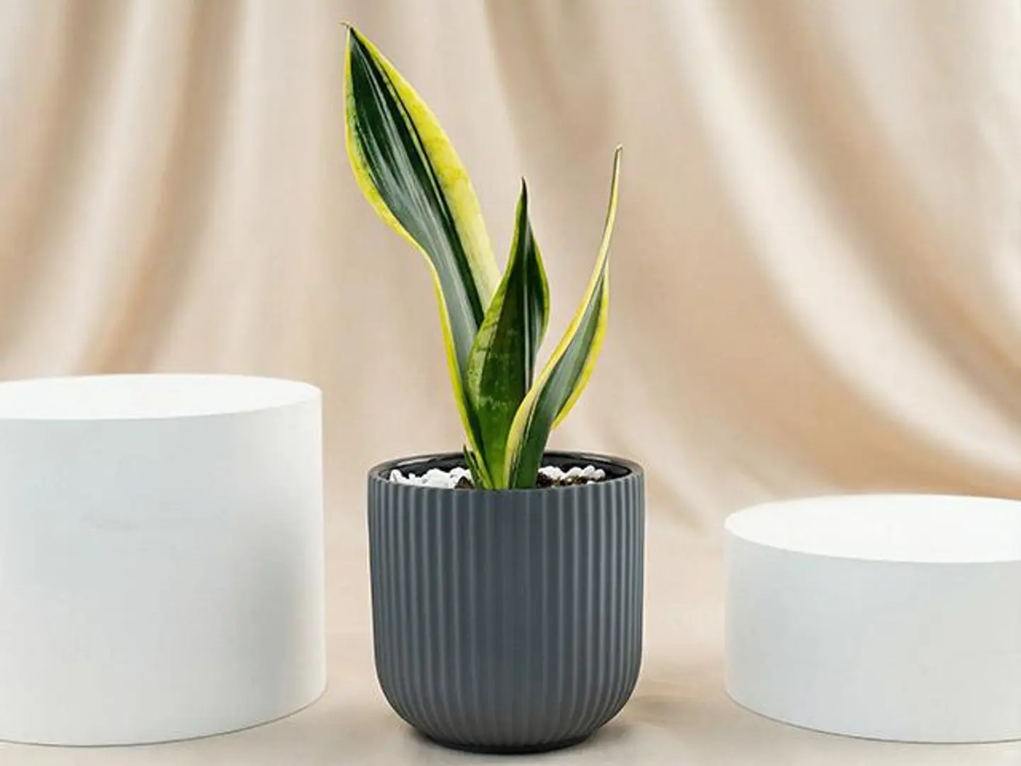 نبات الثعبان الهادئ في وعاء خزفي رمادي