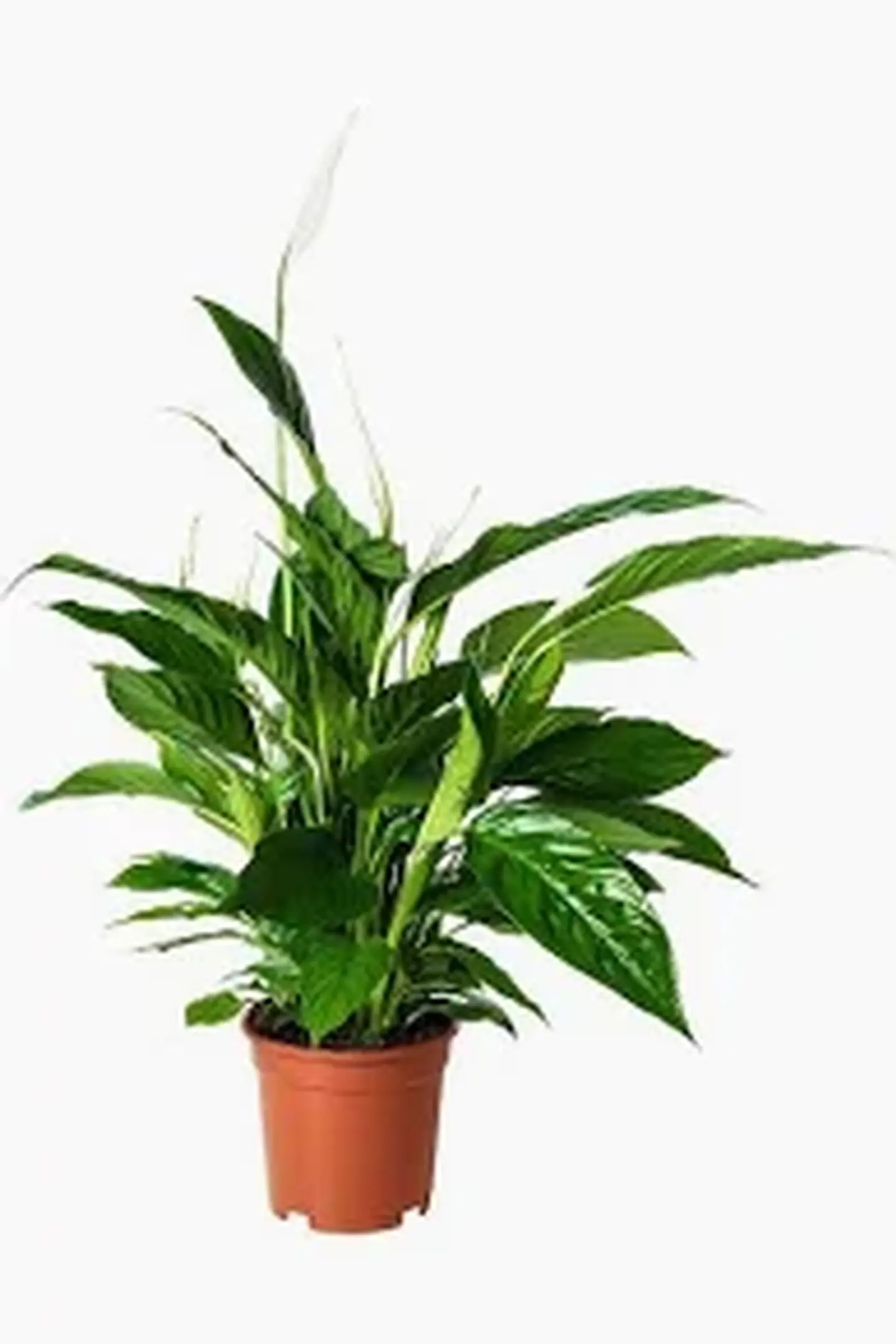 زهرة السبتافيليوم