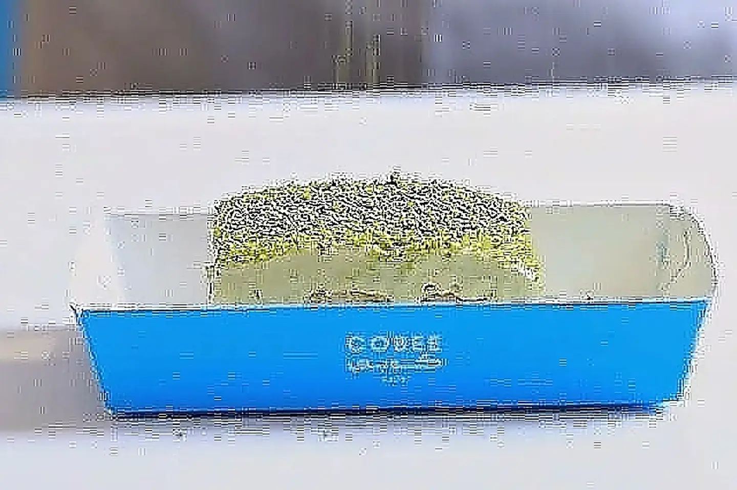 تيراميسو الفستق