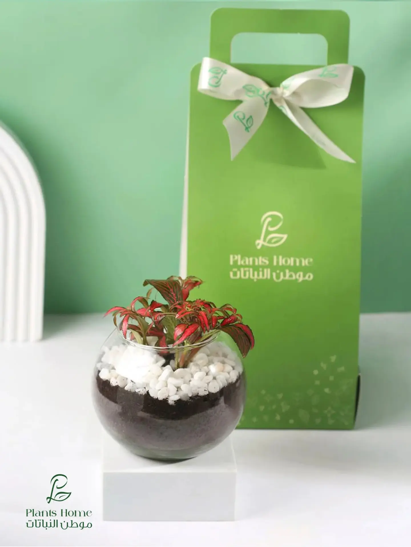 Red Fittonia Gift In Glass Pot, Luxury Box & Gift Card