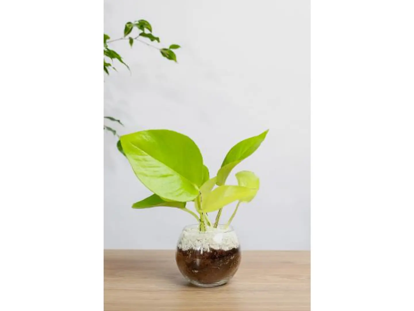 Golden Pots Plant In An 8 Cm Glass Vase