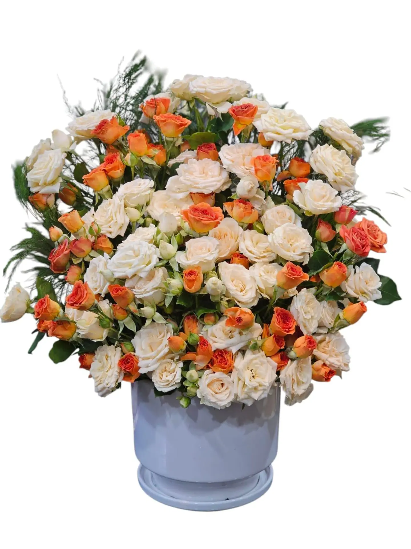 Baby Rose Natural Flowers Won