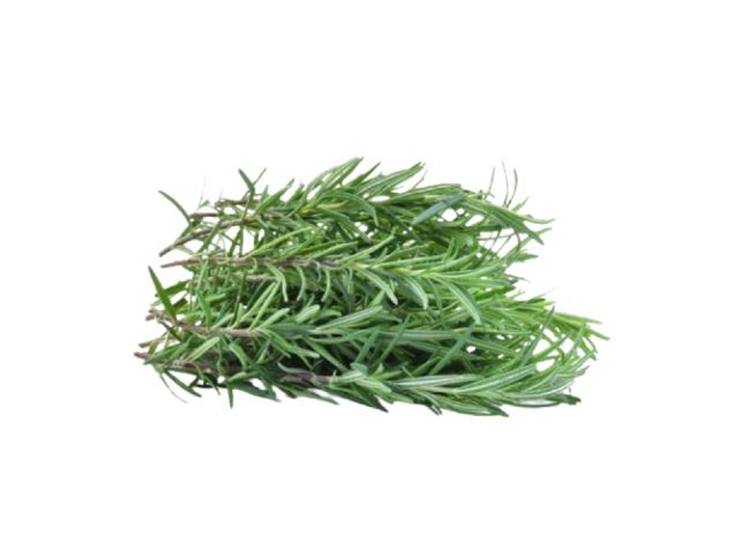 Rosemary Herb