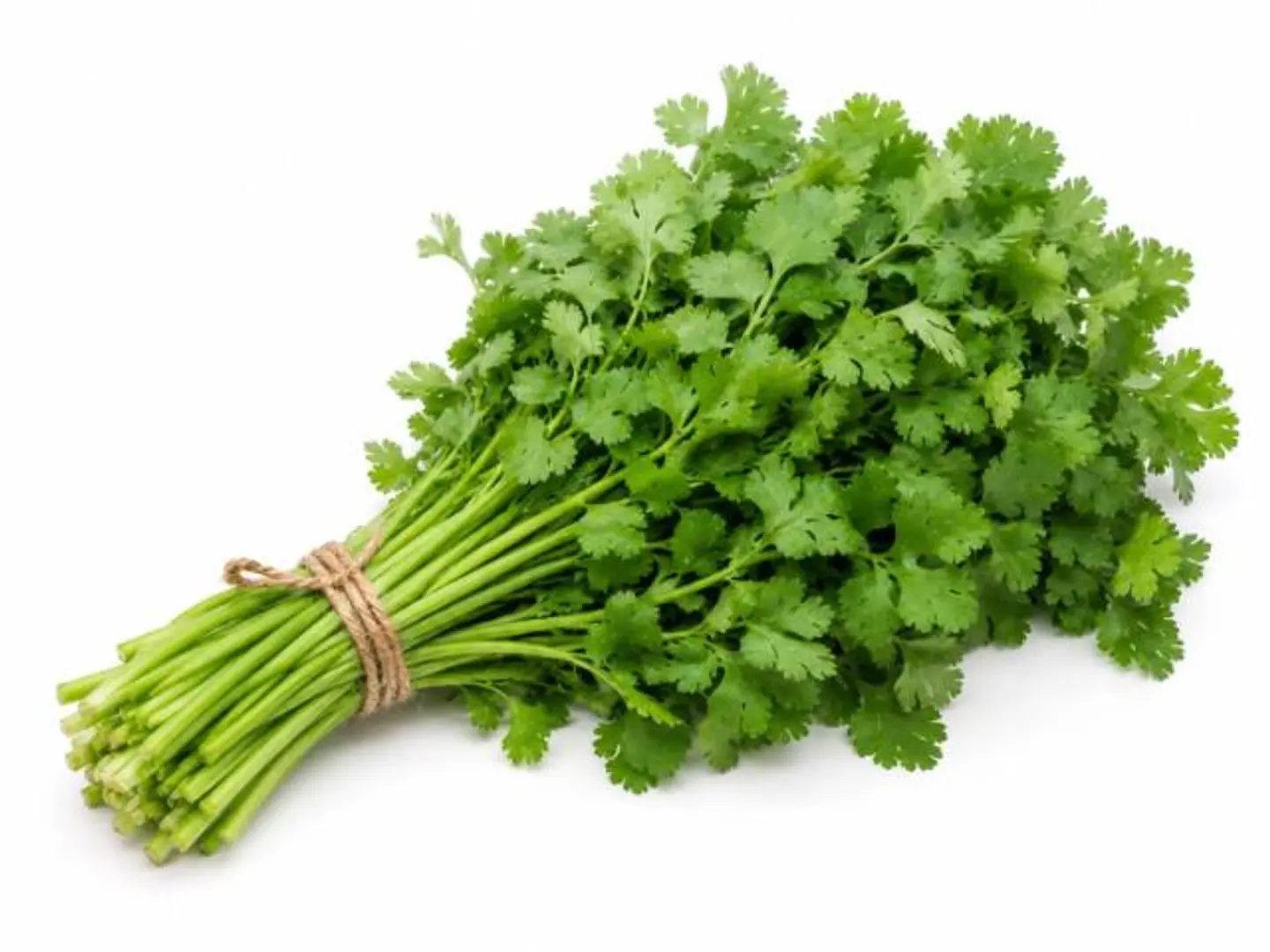 Bundle Of Coriander