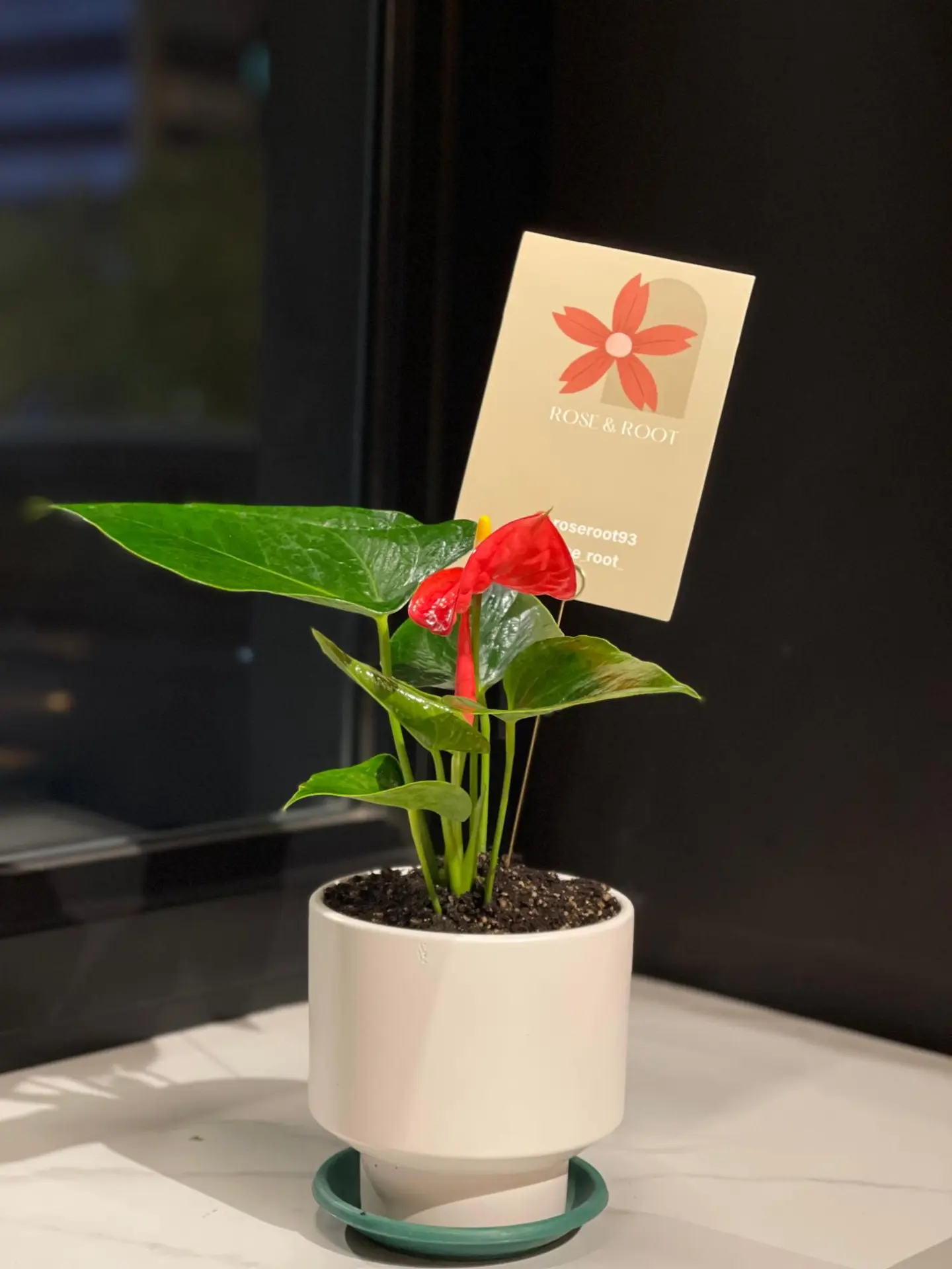 نبتة طبيعية انتوريوم احمر