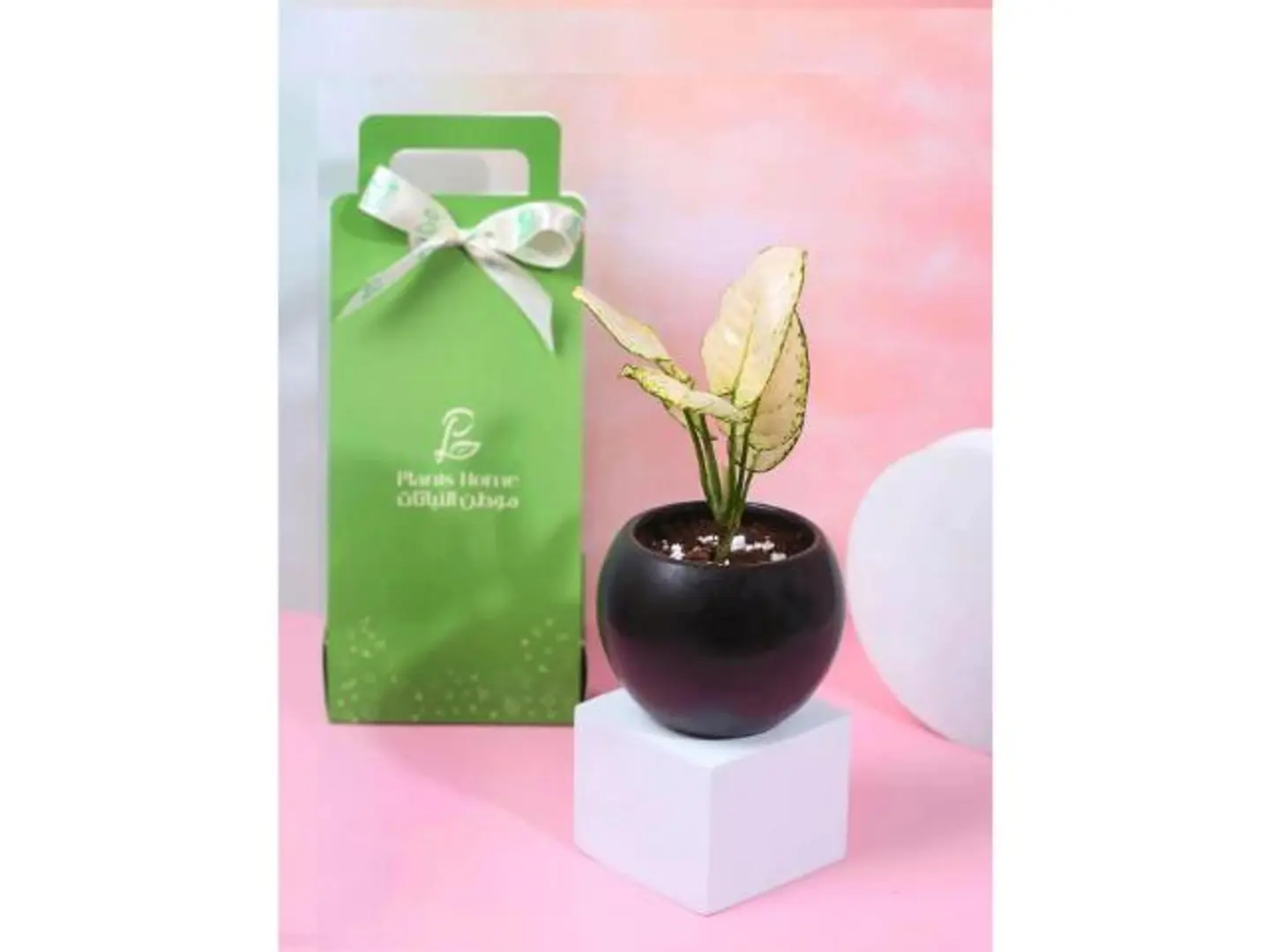 هدية الأميرة البيضاء