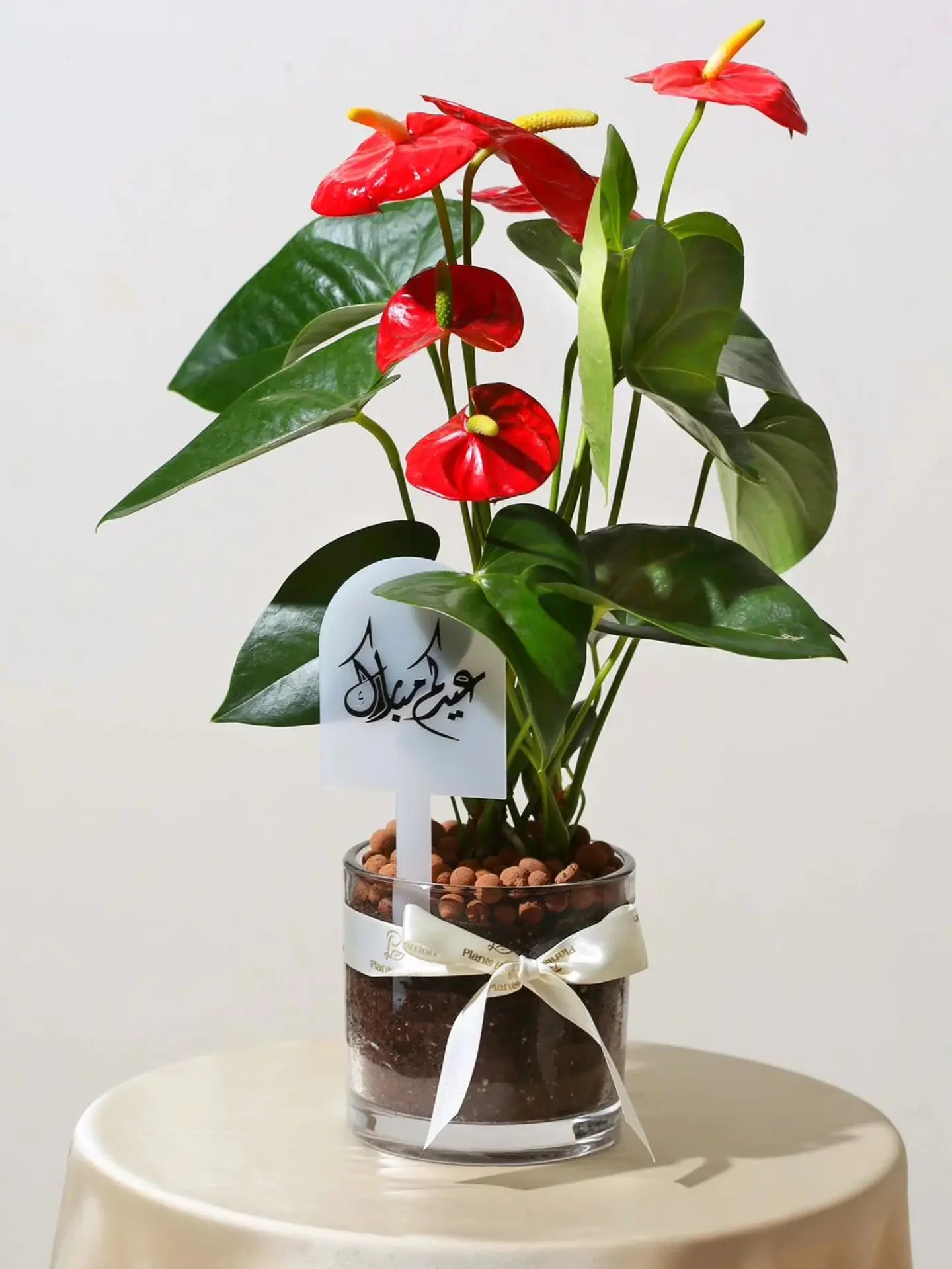 Premium Red Anthurium In Glass Vase With Gift Card & Custom Acrylic Tag
