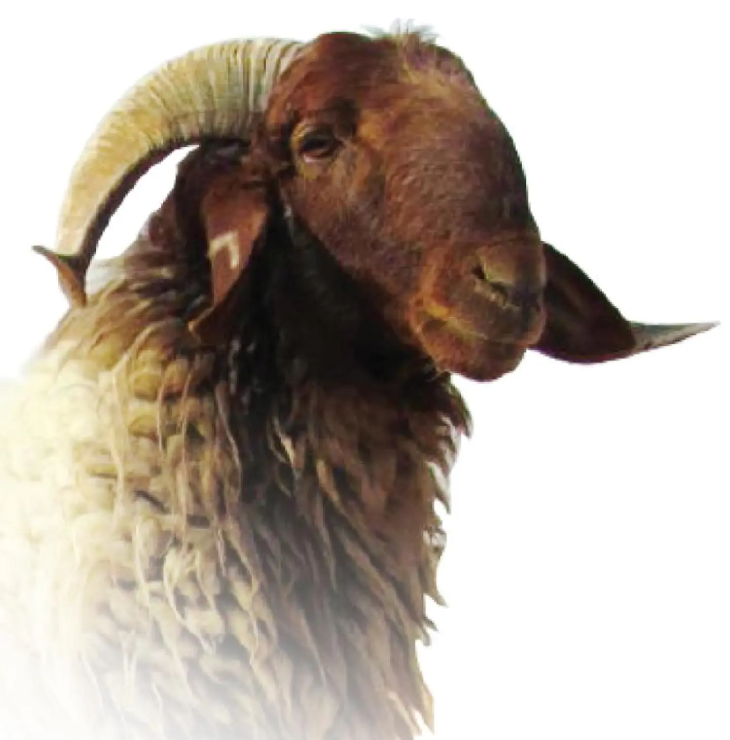 Naeimi Sacrifice Sheep 18–24 Kg