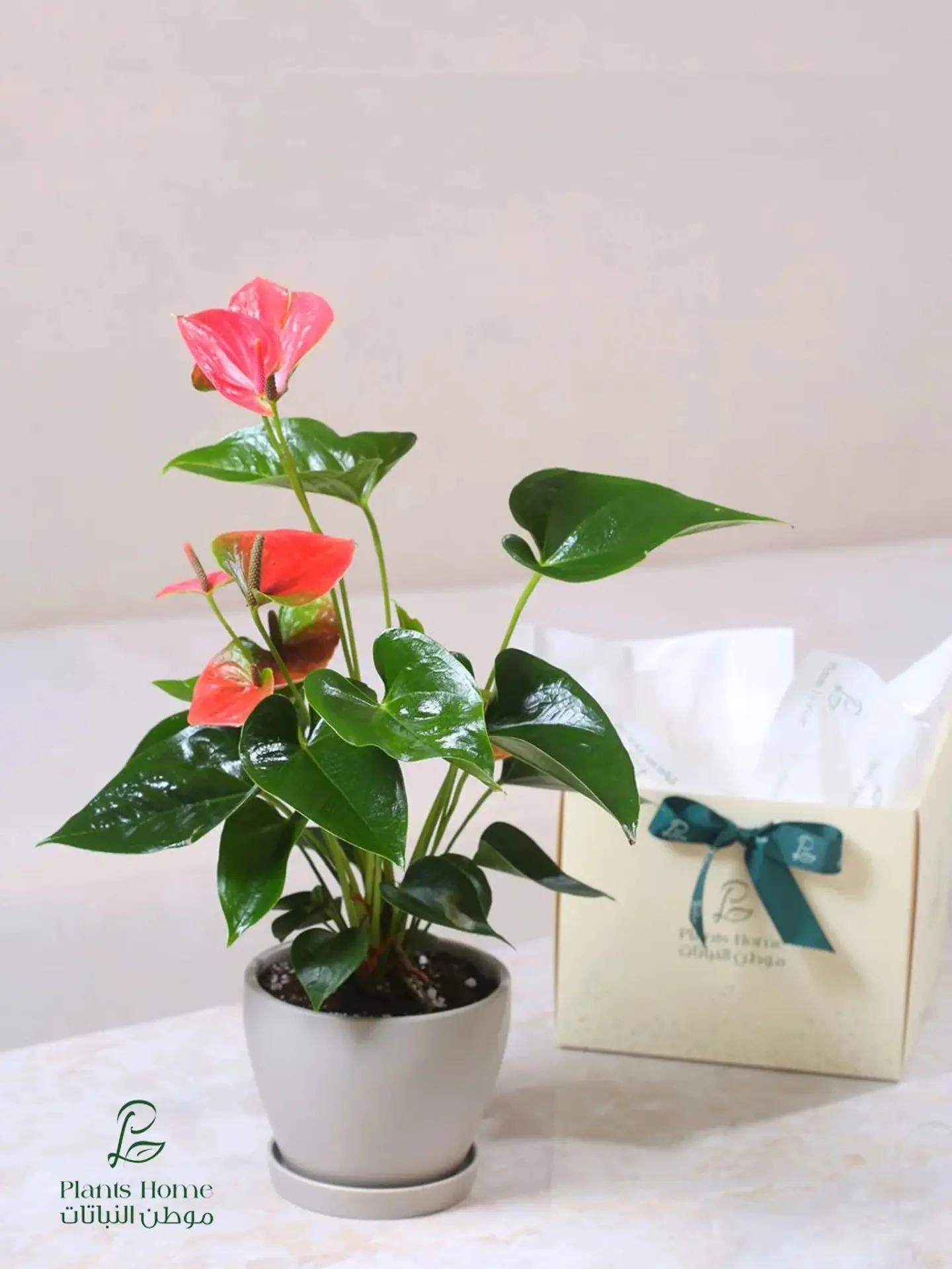 Pink Anthurium In Gray Ceramic Pot, Luxury Box & Gift Card