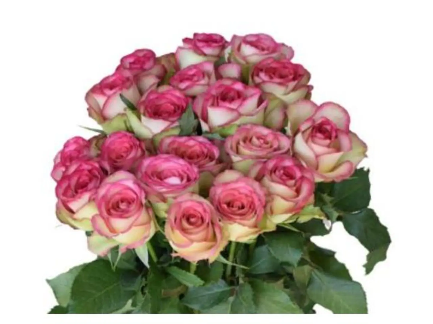 بنش جوري وردي فاتح