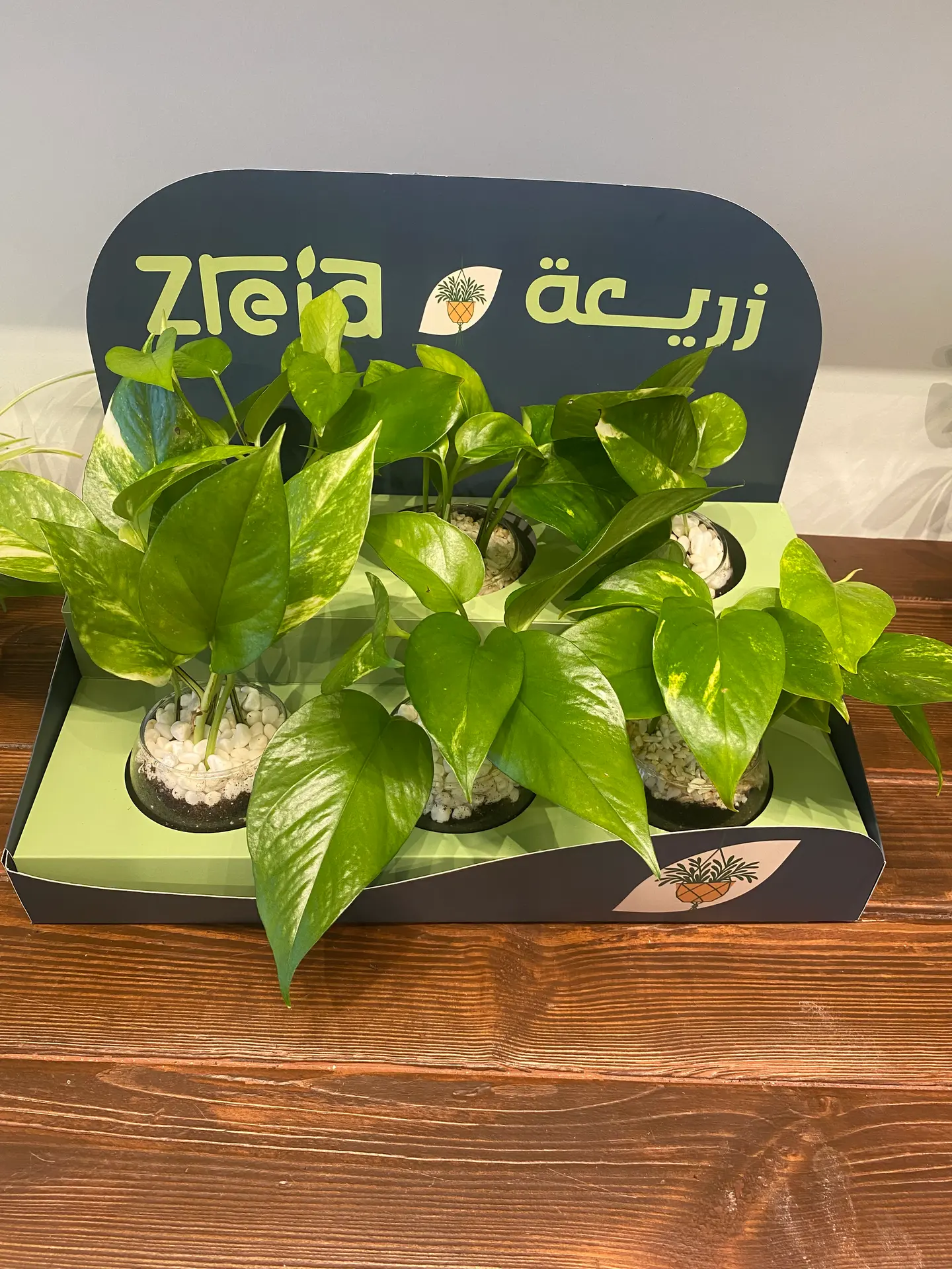 هدايا بوكس ​​البوتس عباره عن 6 حبات بوتس في فازه زجاج بترتيب انيق ومرتب