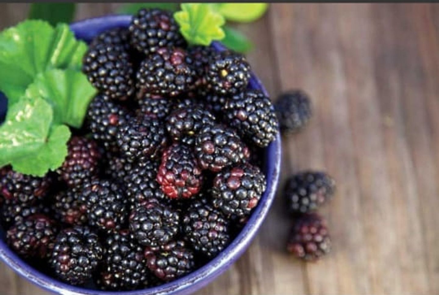 علبة ‏توت أسود