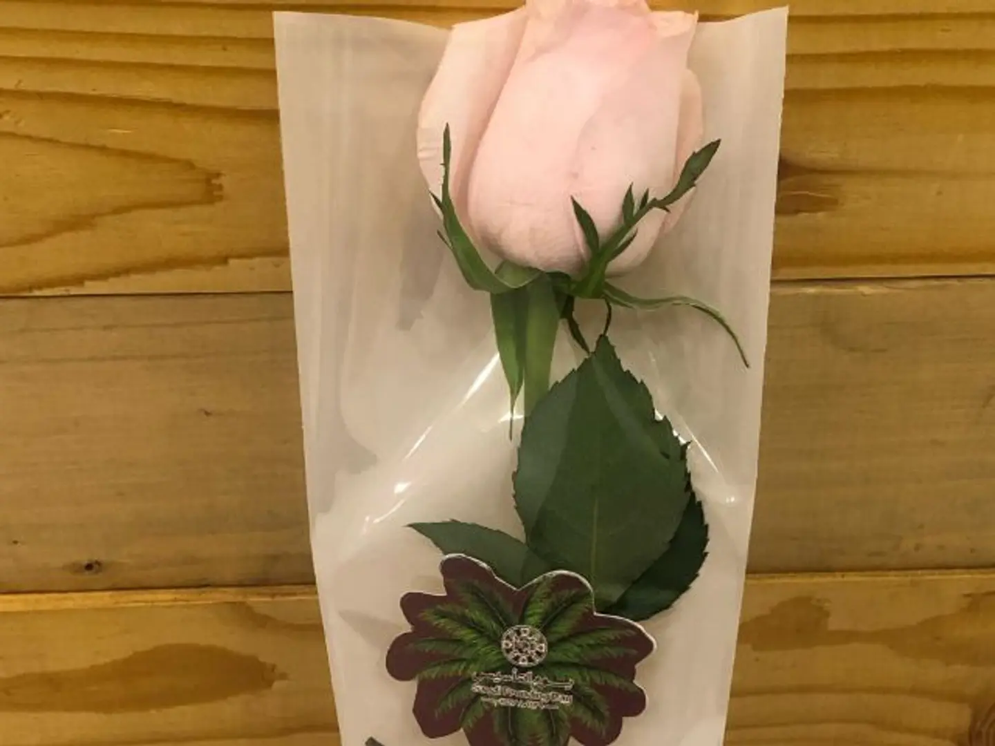 Rose Foundation Day 5