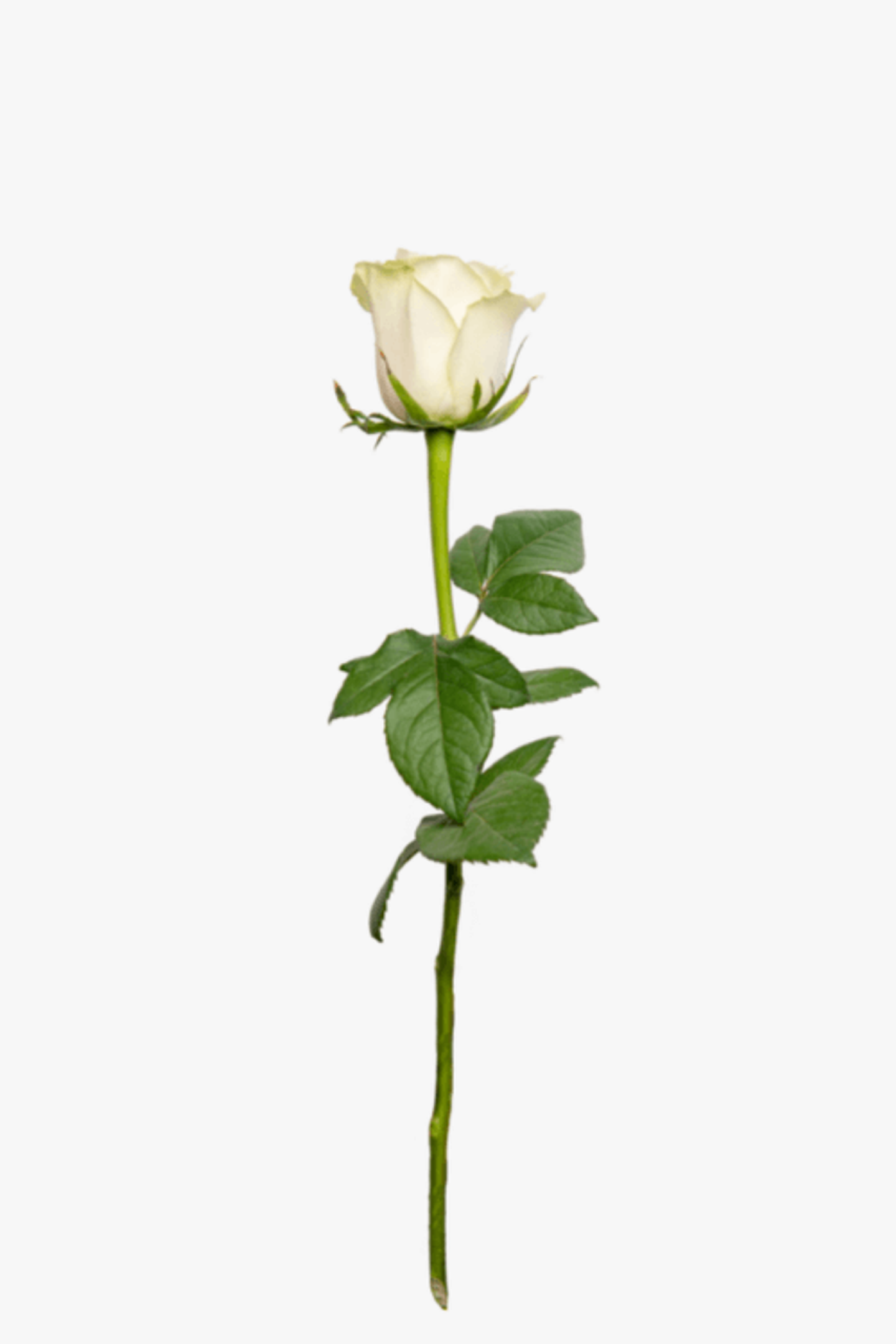 Single Rose Select Color 000
