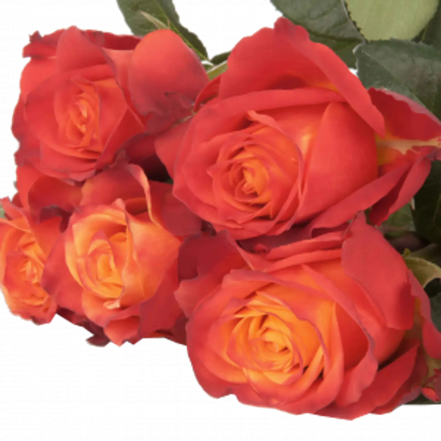 A11 Orange Rose 10 Stem