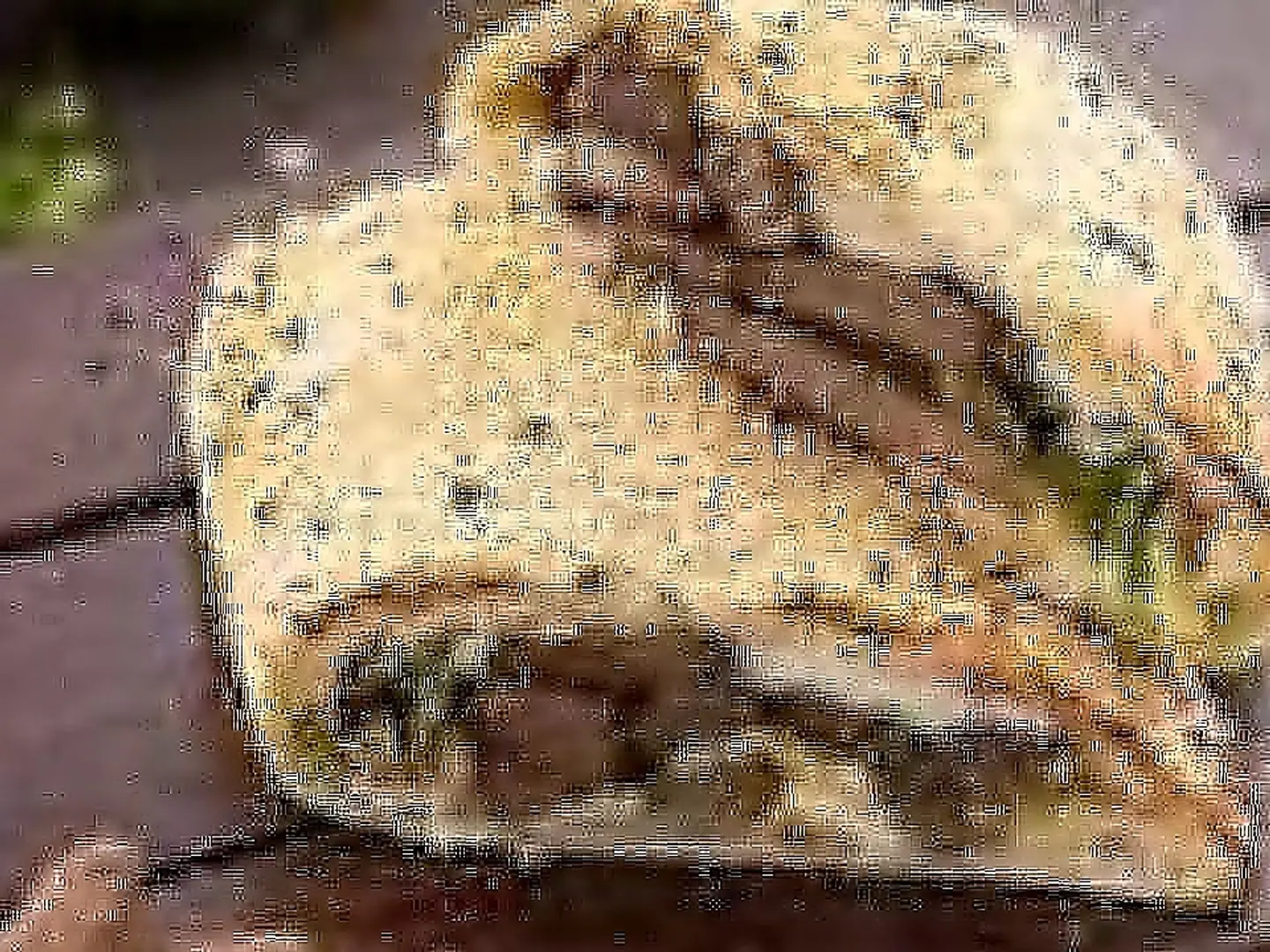فطيرة كبدة