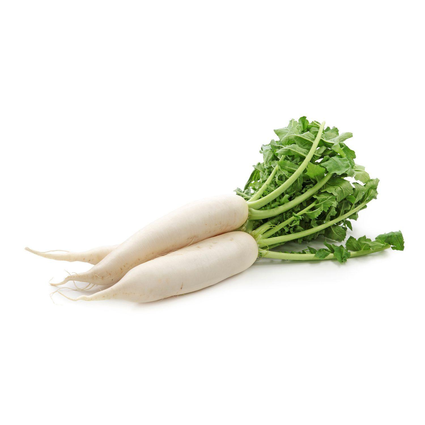 White Radish
