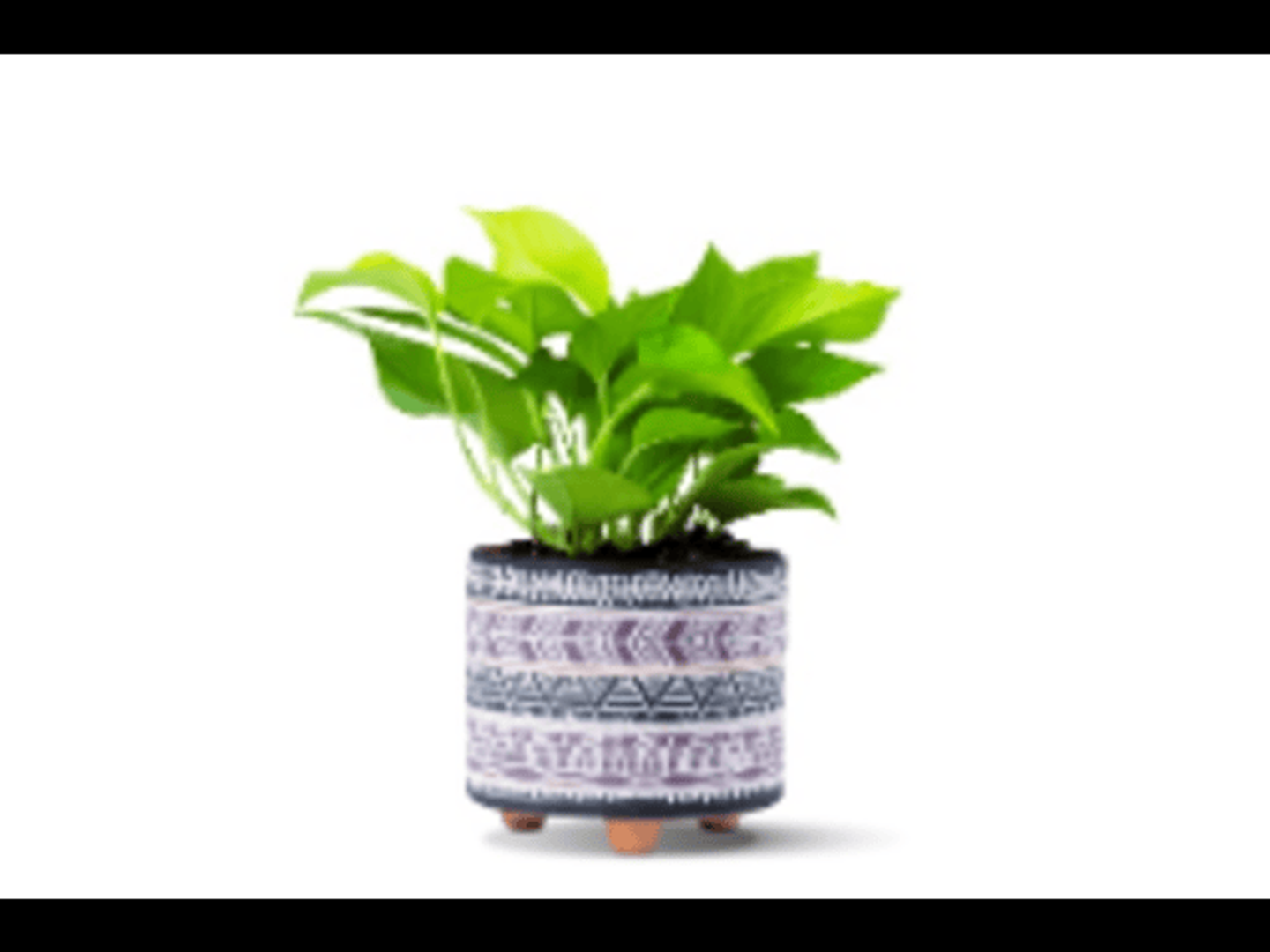A Potted Potted Potted With Potted Plants