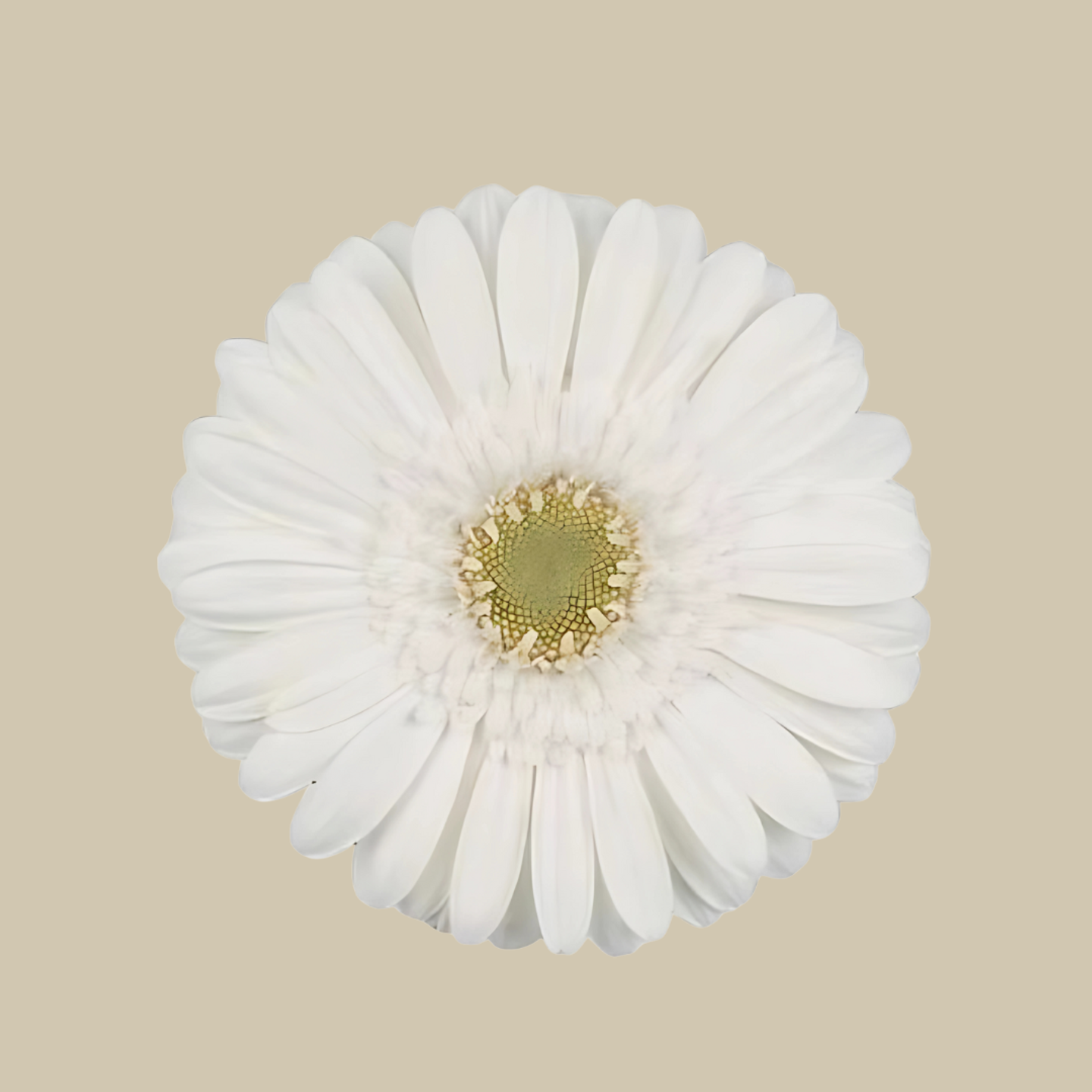 Gerberia Rose White
