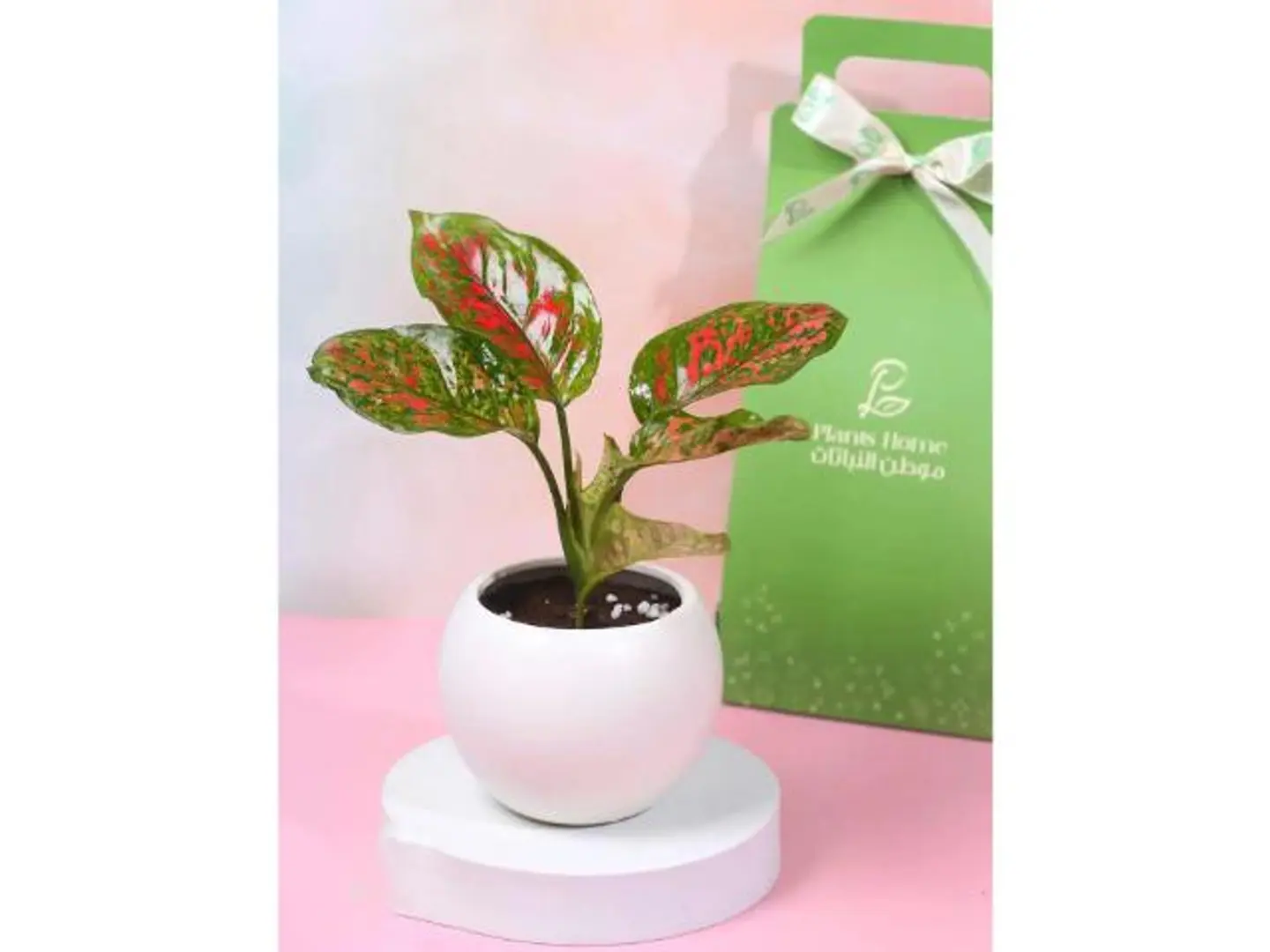 هدية اجلونيما الحمراء