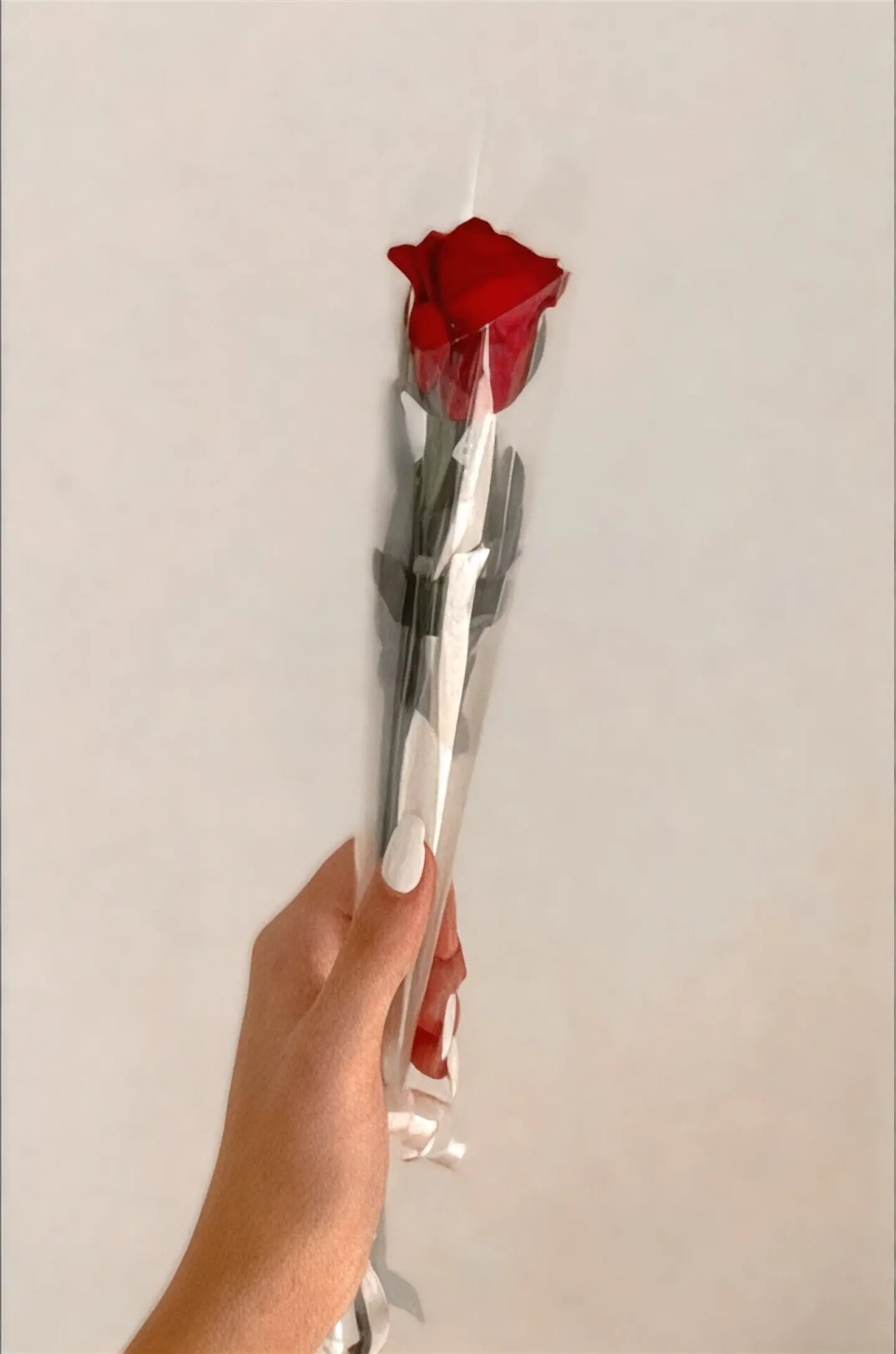 وردة توزيعات 2