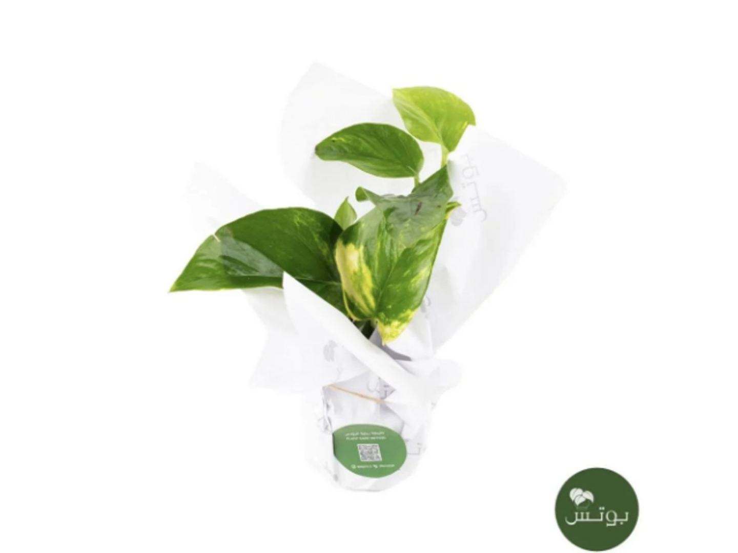 30 Pothos Plant Covered With Paper
