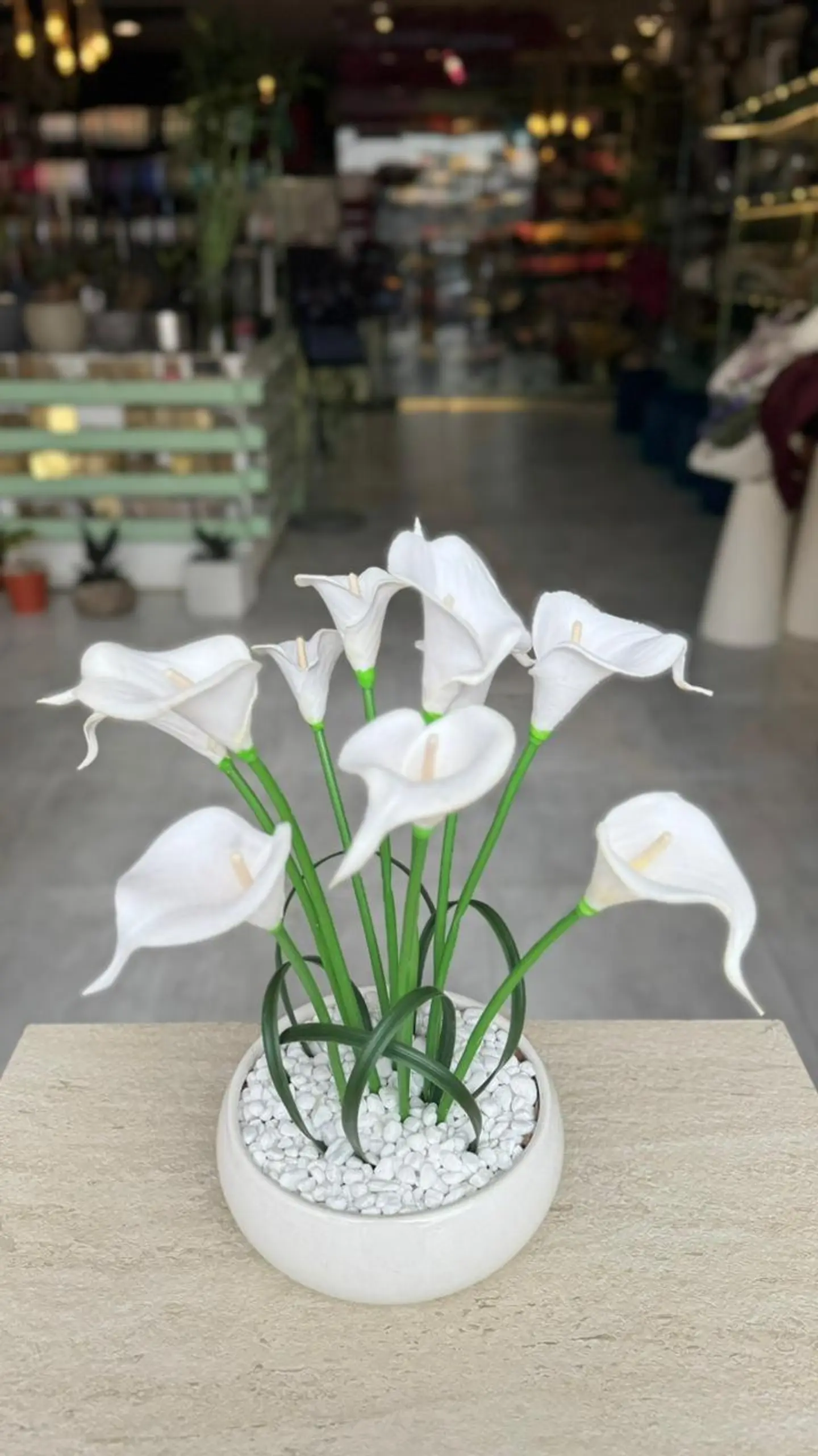 ديلين الأبيض