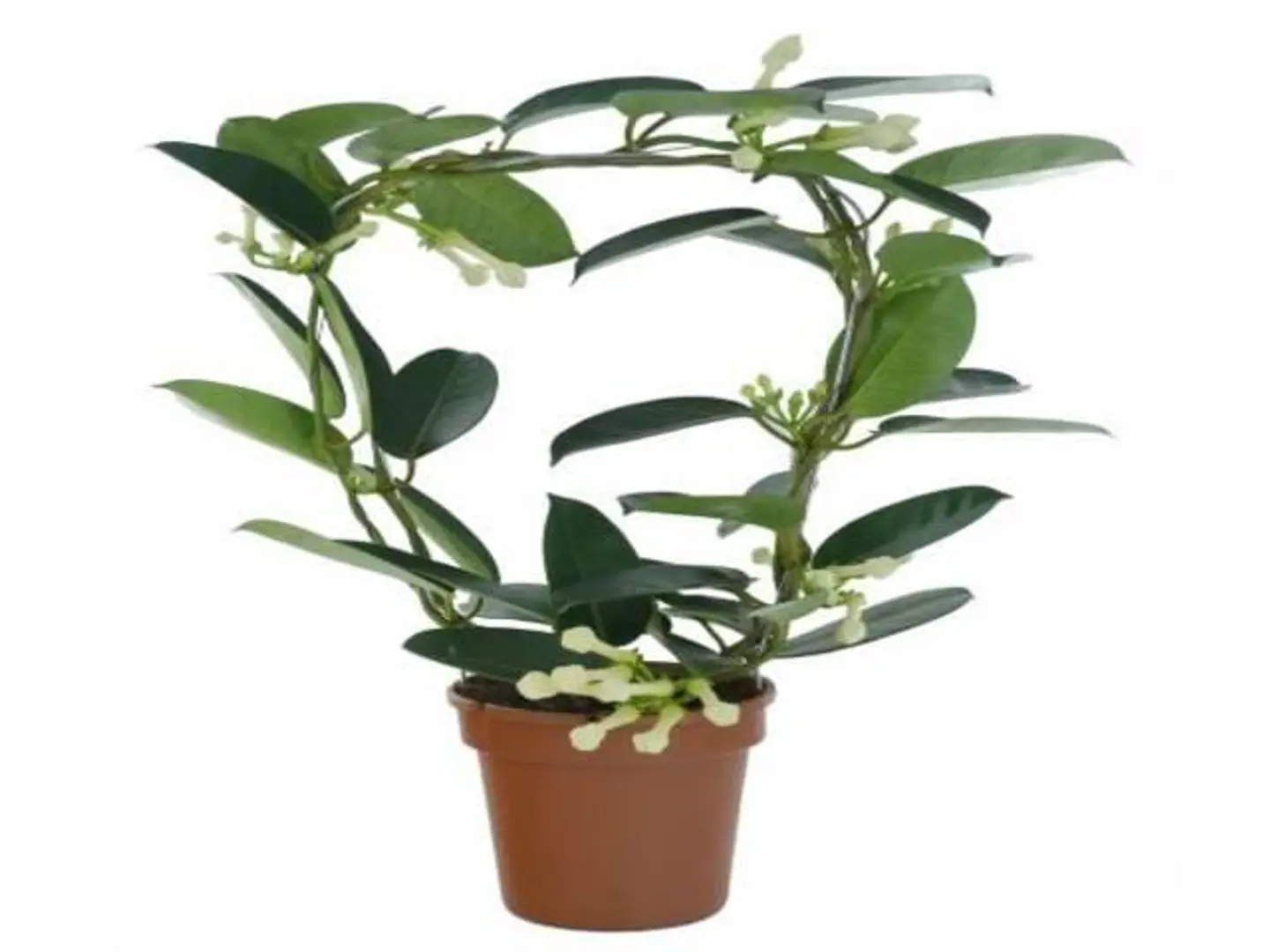 Stephanotis H30