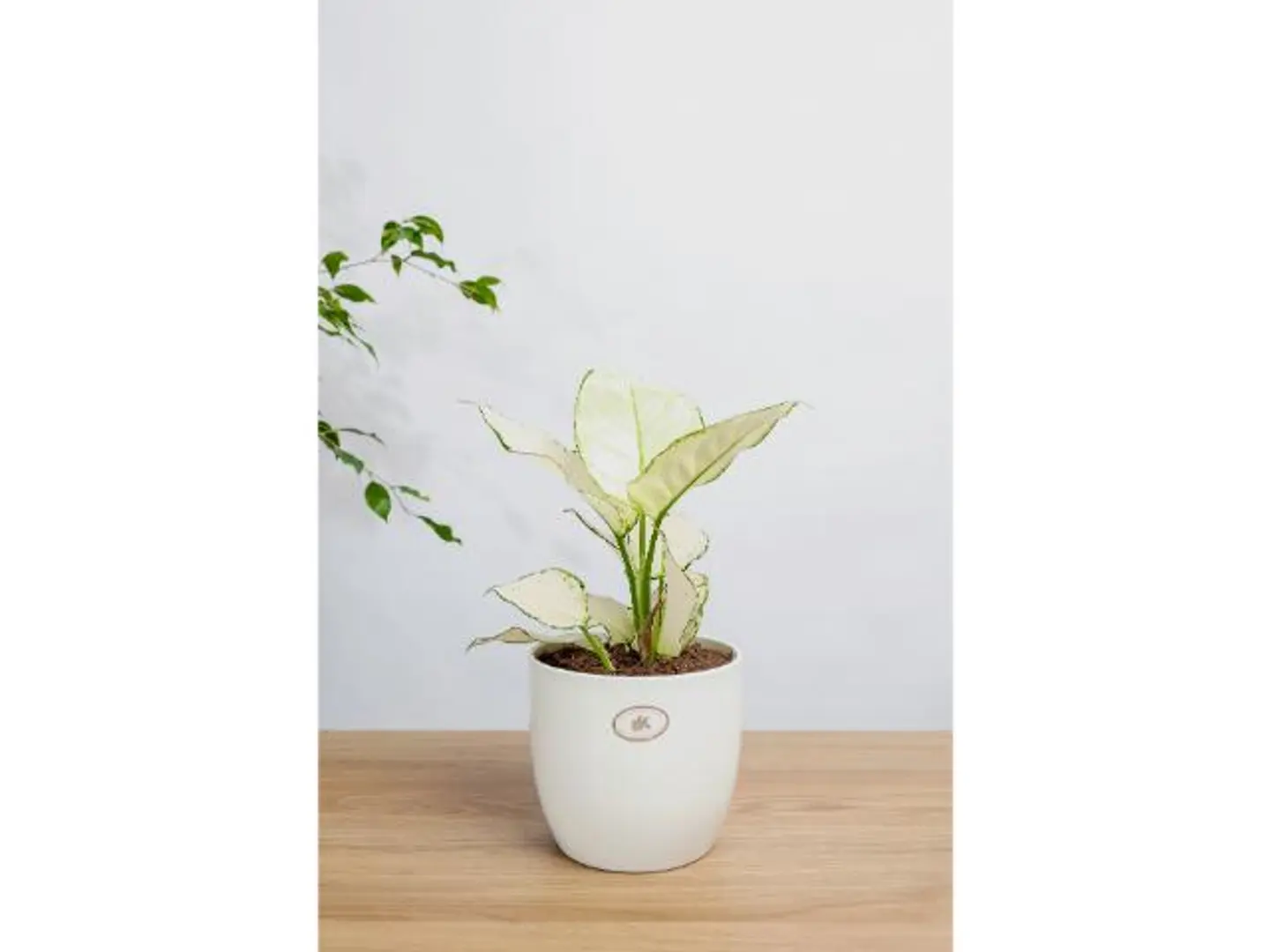 Aglaonema Variegata In A White Ceramic Pot
