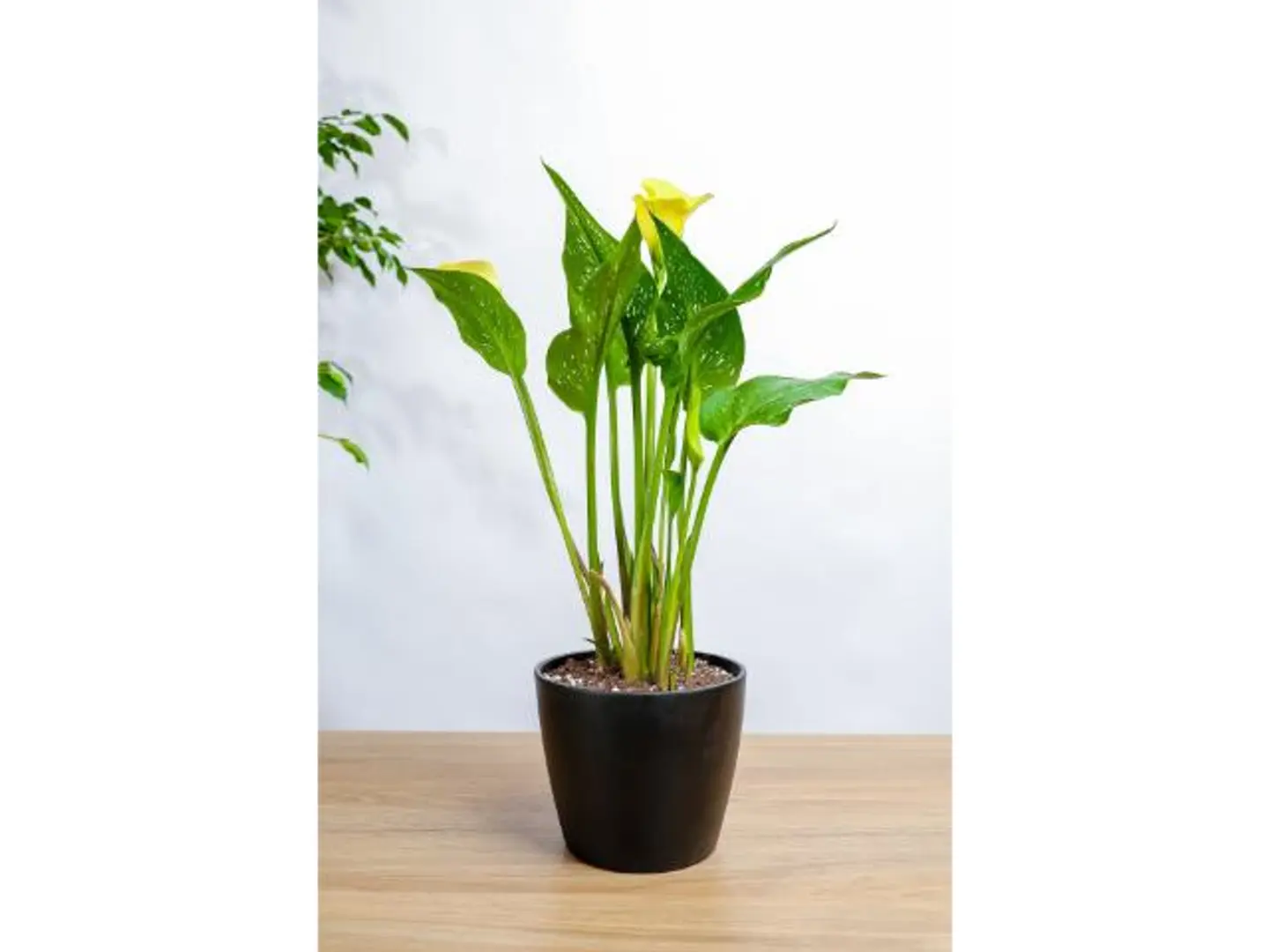 Yellow Calla Lily Plant In A Black Marble Basin