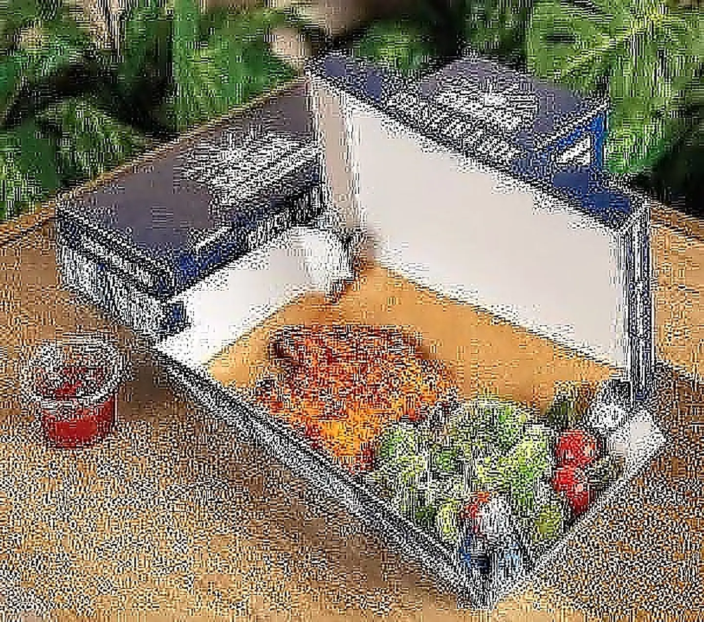 صدور الدجاج