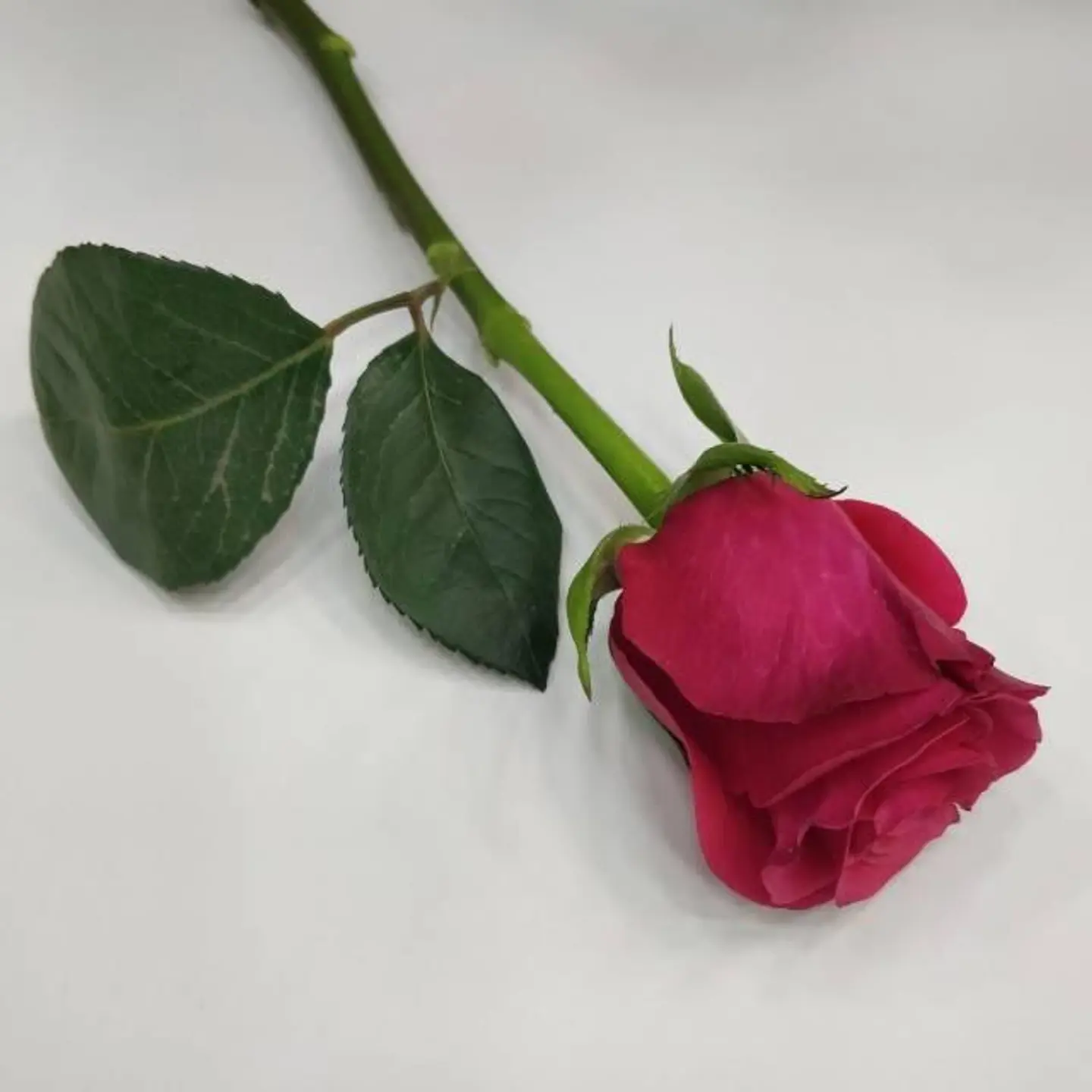 Fuchsia Rose