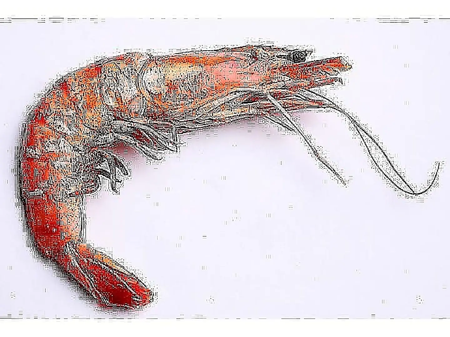 Shrimp