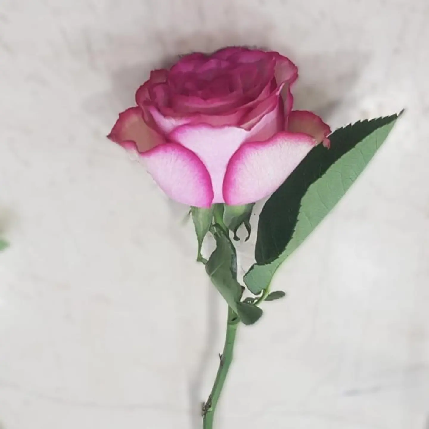 Double Color Fuchsia Rose