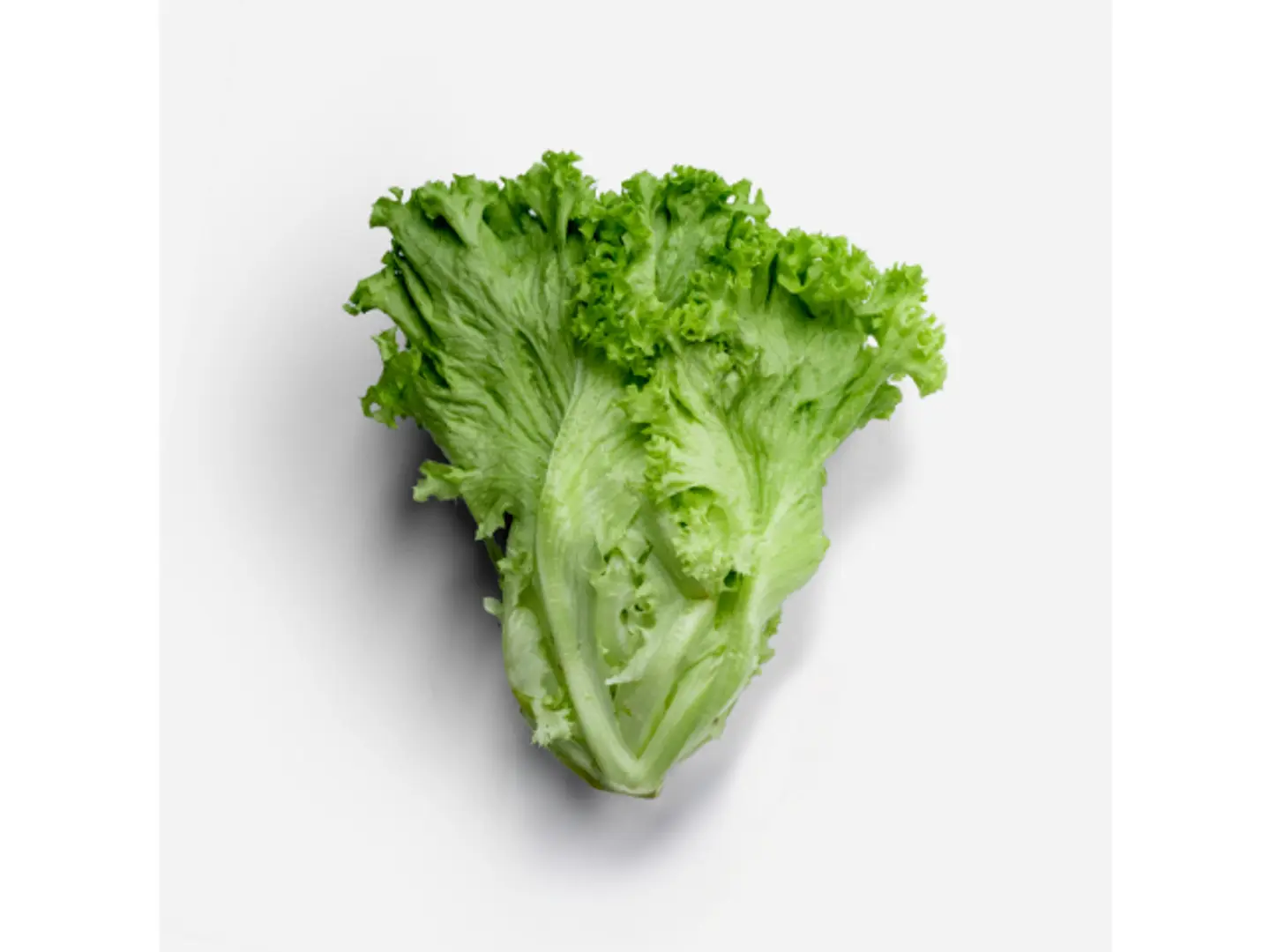 Lulu Bondo Lettuce