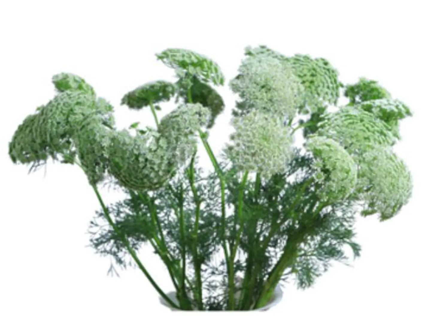 Ammi
