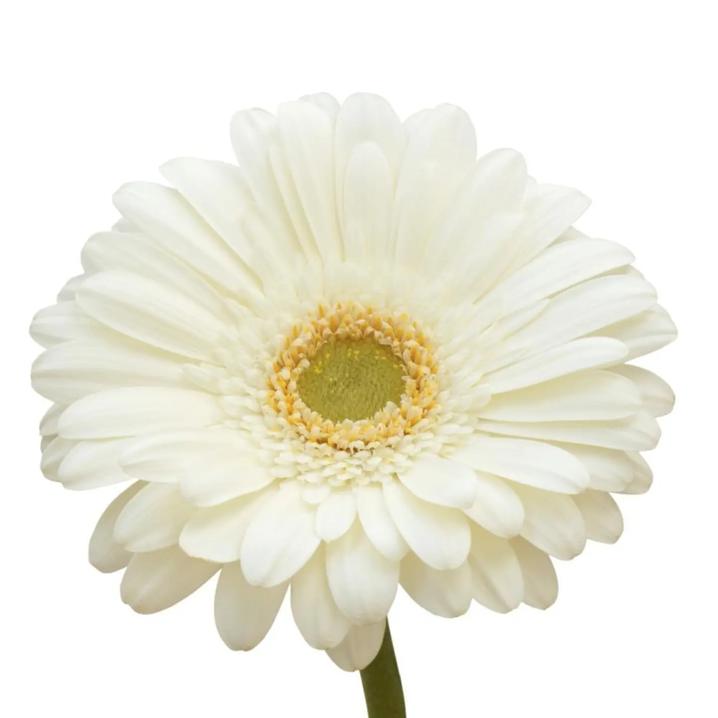 White Geravira By Piece