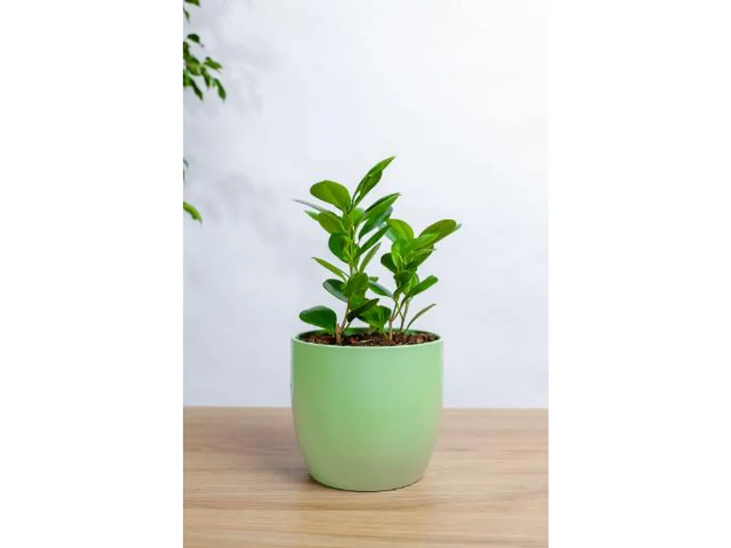 Ficus Panda Plant In A Light Green Marble Basin