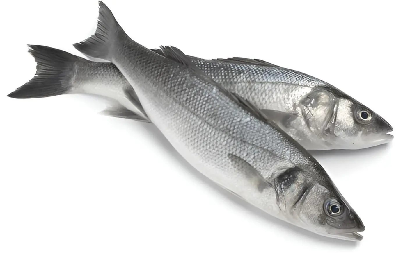 Sea Bass 1 Kg