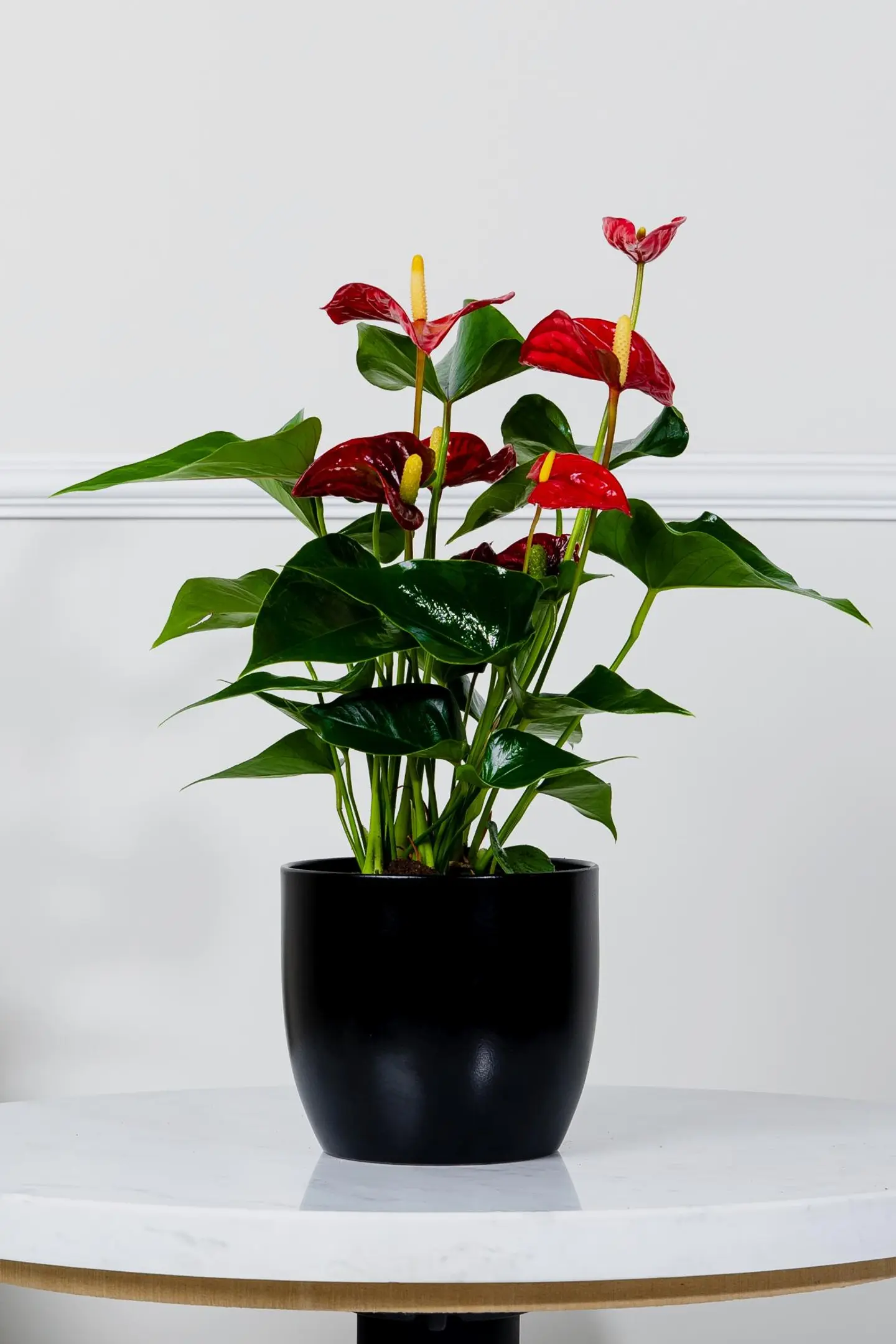 نبتة انتوريوم احمر في أصيص سيراميك أسود أنيق