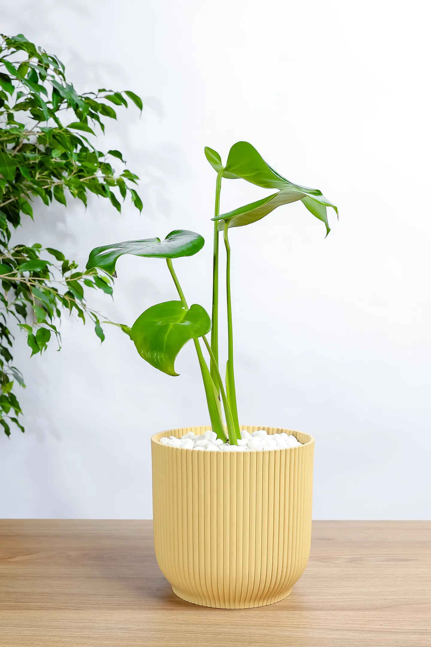 Monstera Plant Rib Cage In Yellow Plastic Container