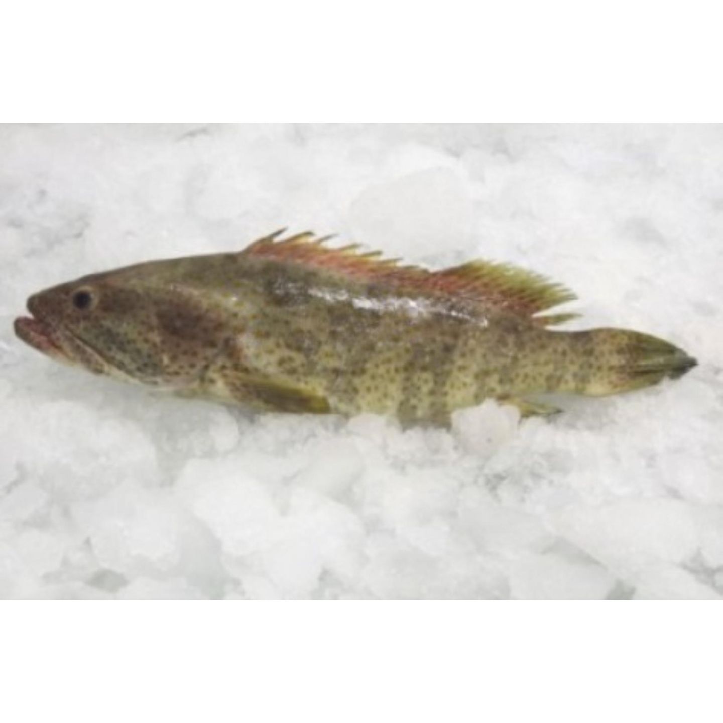 Mule Grouper Fish