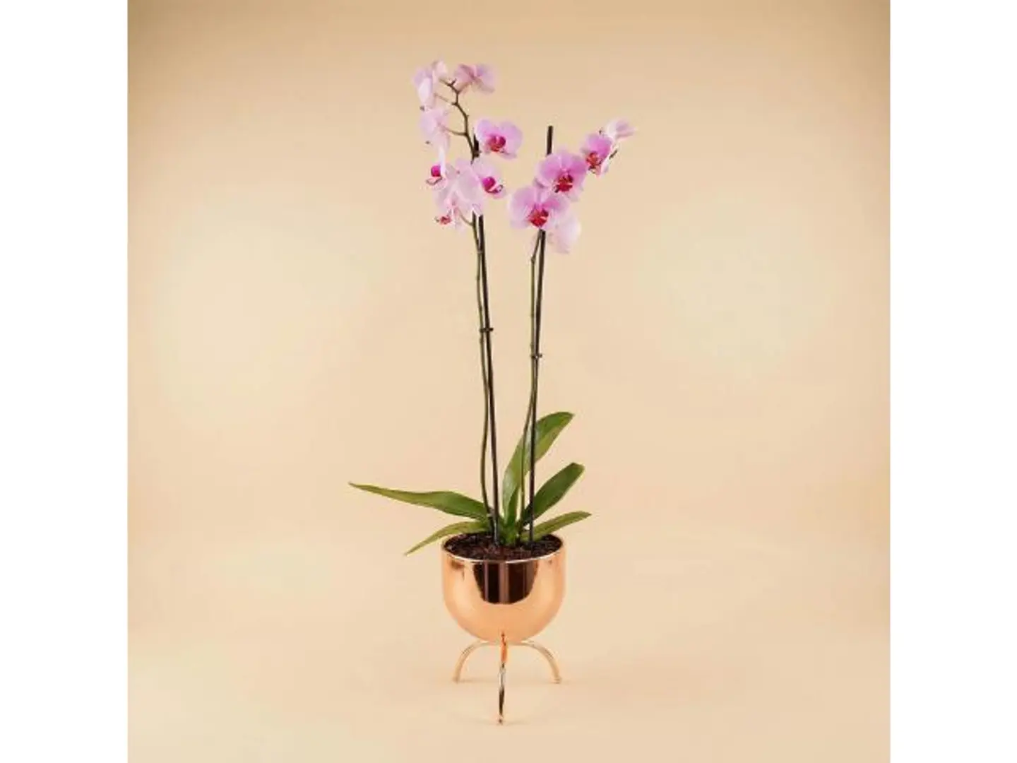 زهرة الأوركيد البنفسجي في مزهرية ذهبية