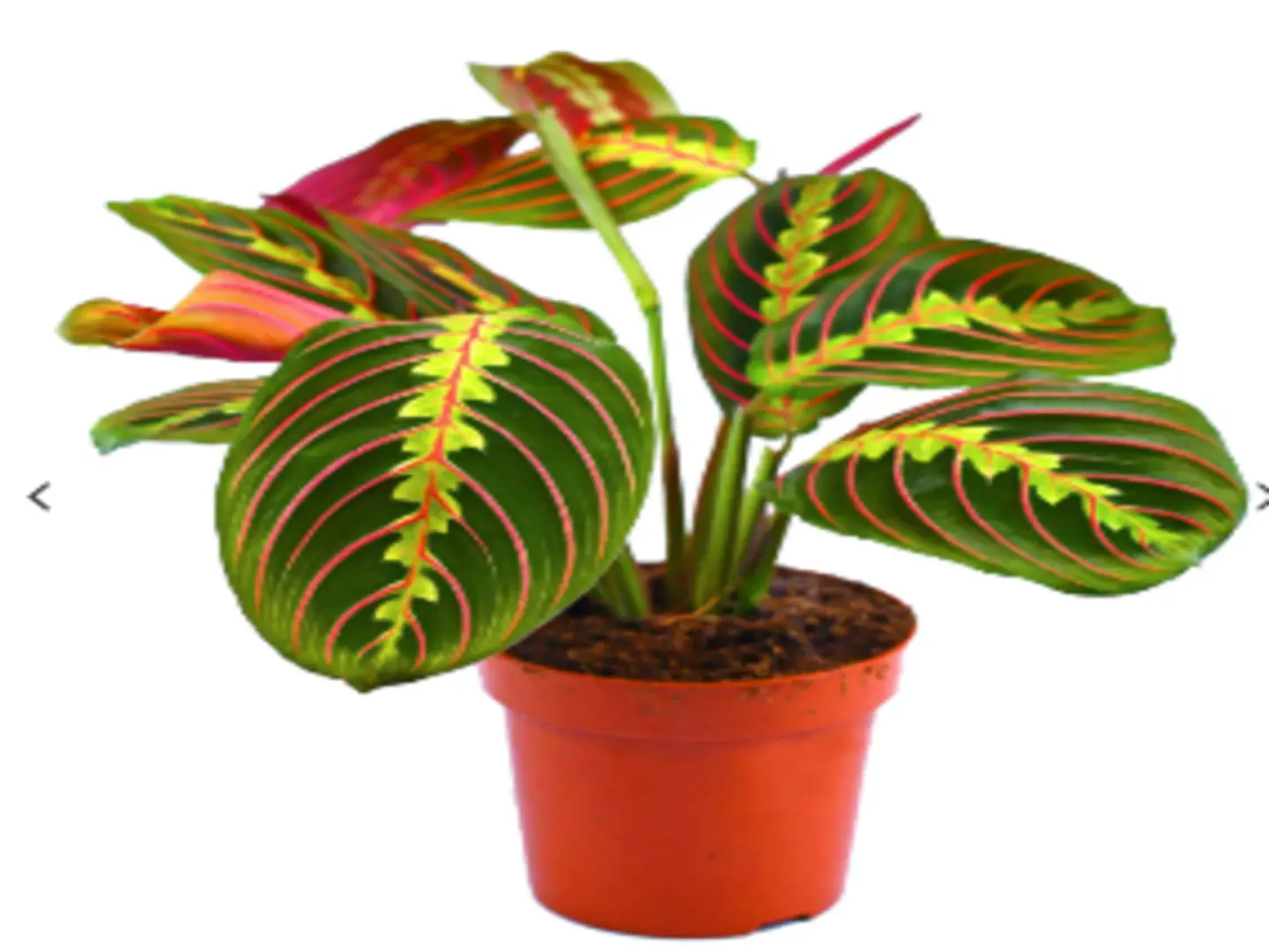Maranta Leuc. Fascinator P12