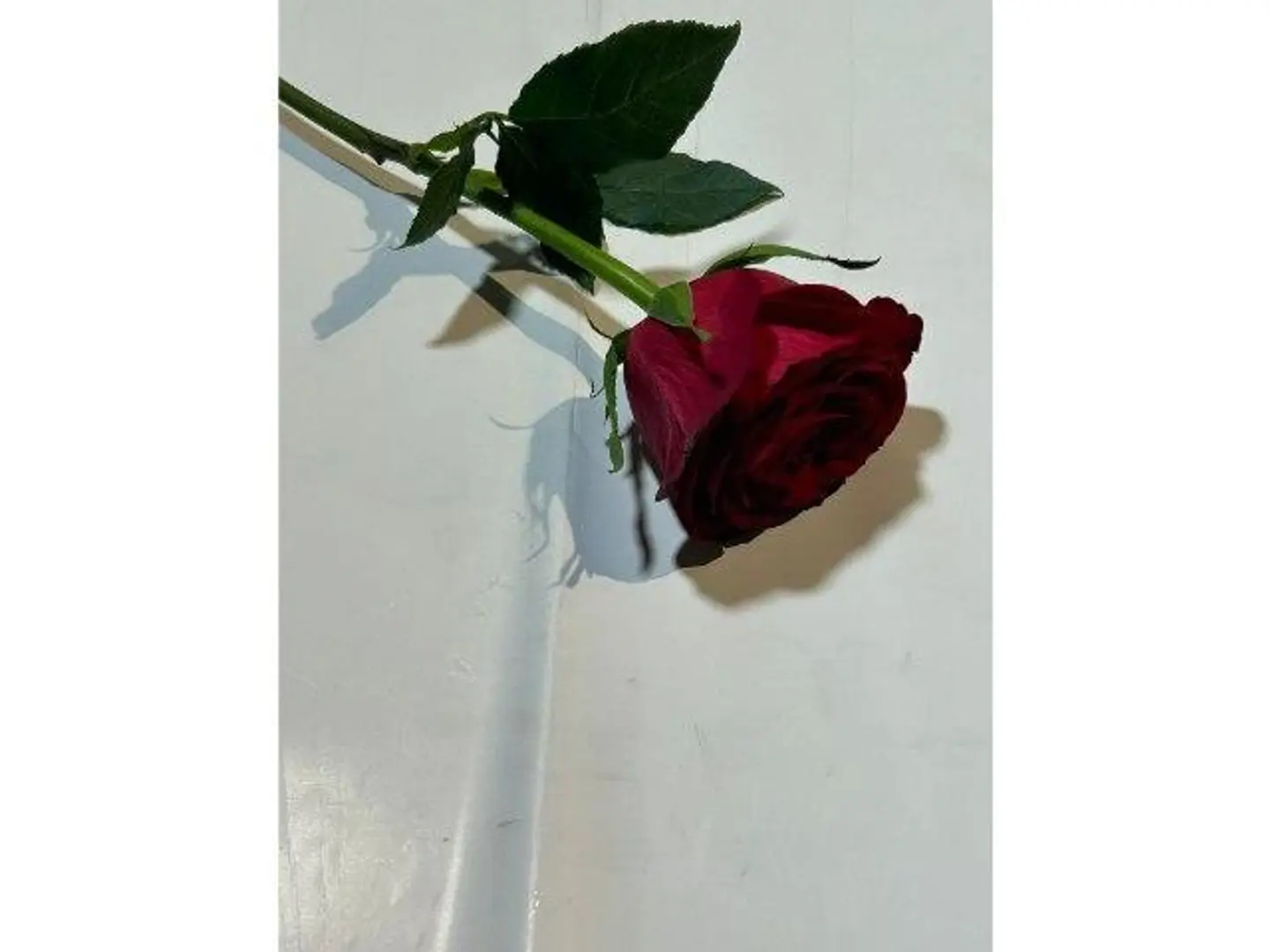 ورد كيني ﺍﺣﻣﺭ