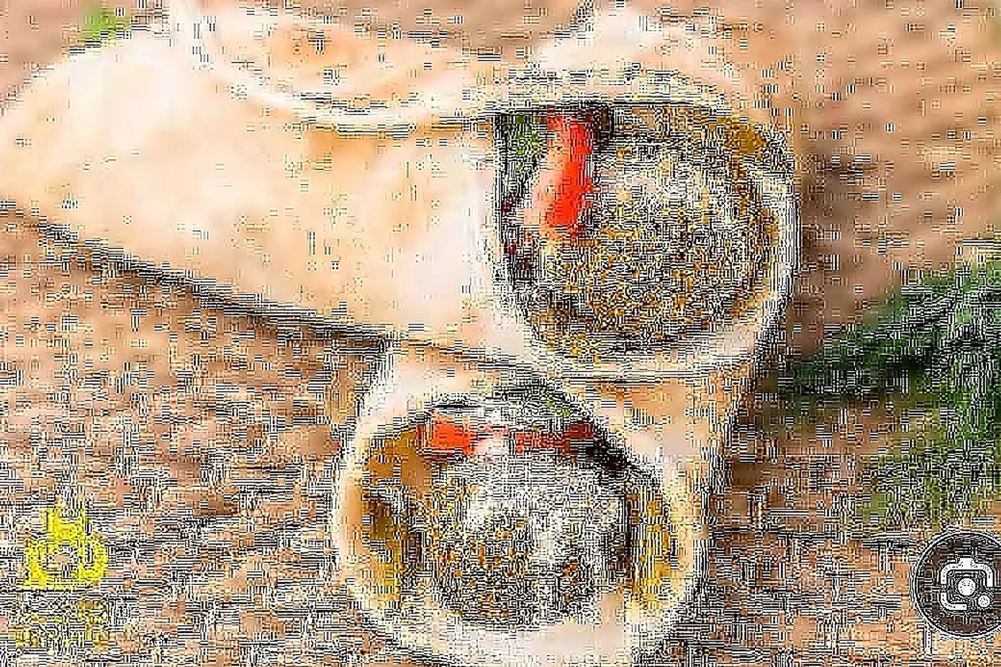 فلافل مع بيض بالخبز اللبناني