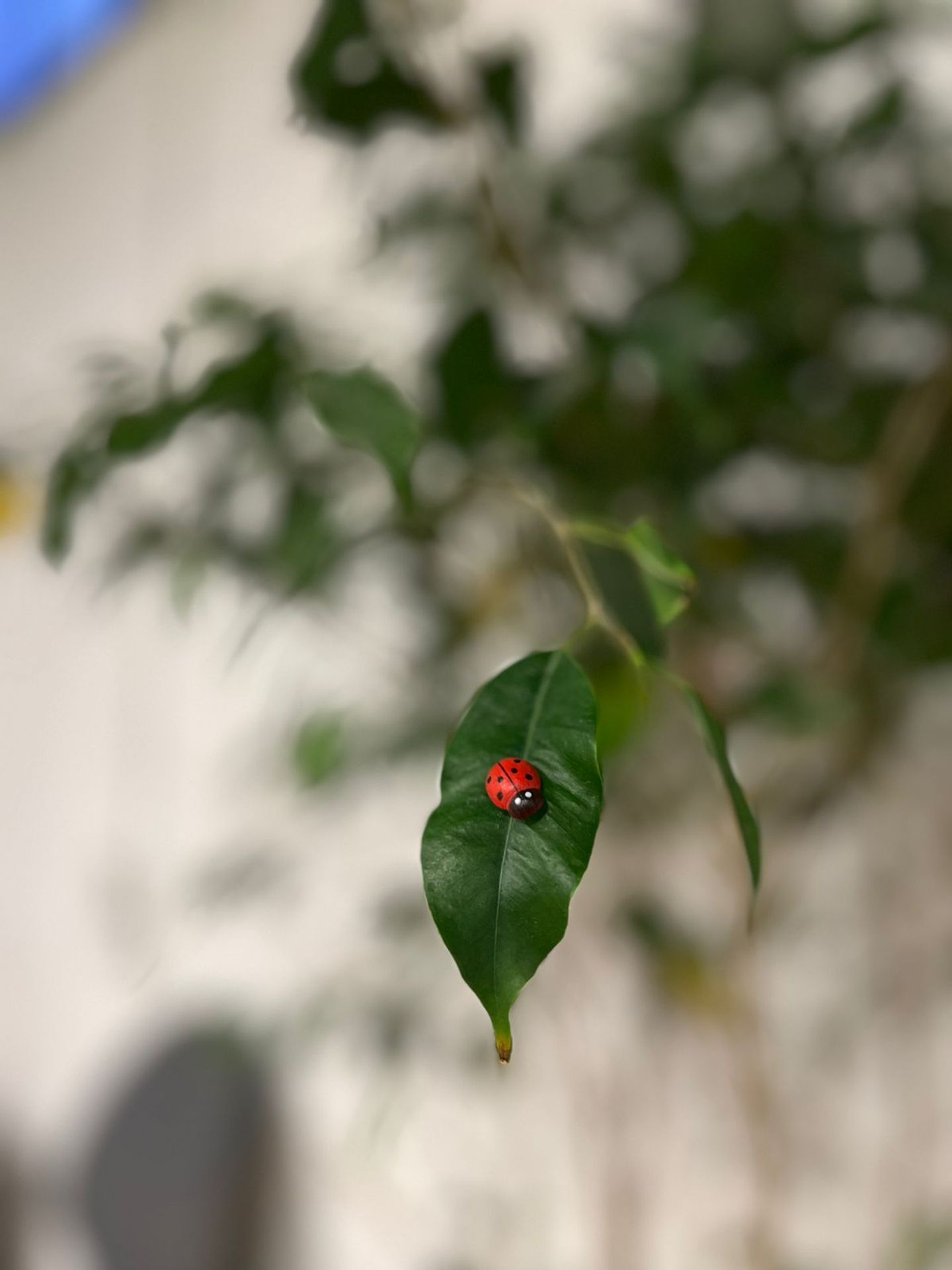 Ladybug Decorations On Plants