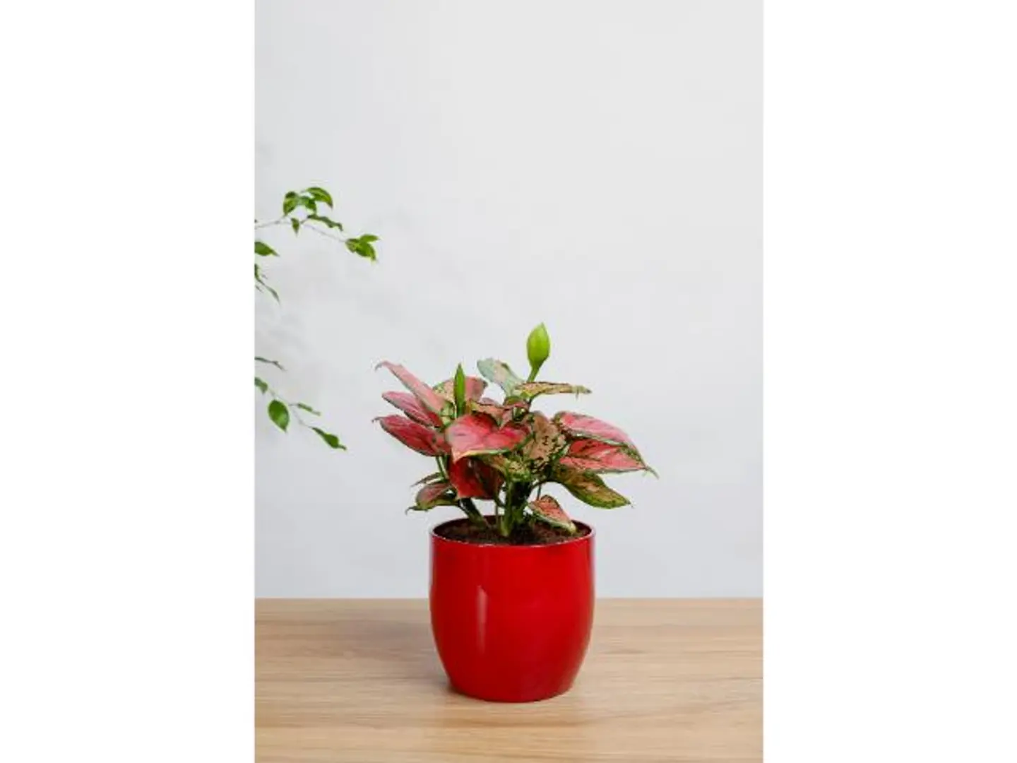 Pink Aglaonema Plant In A Red Ceramic Pot