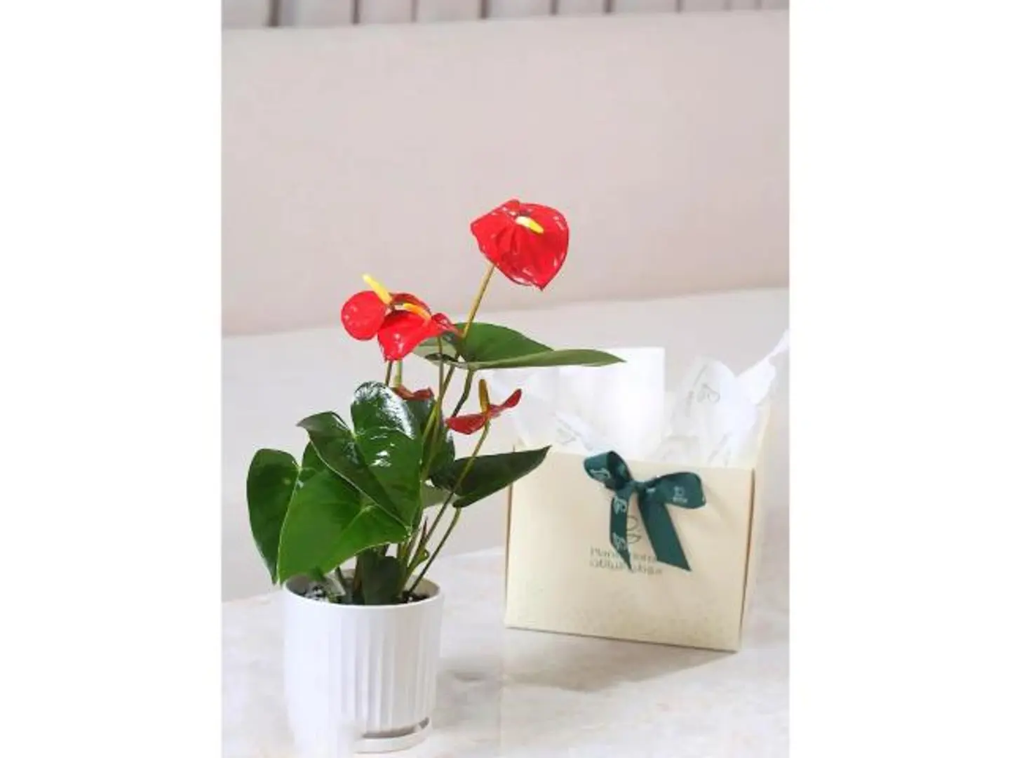 انتوريوم أحمر في حوض سيراميك أبيض