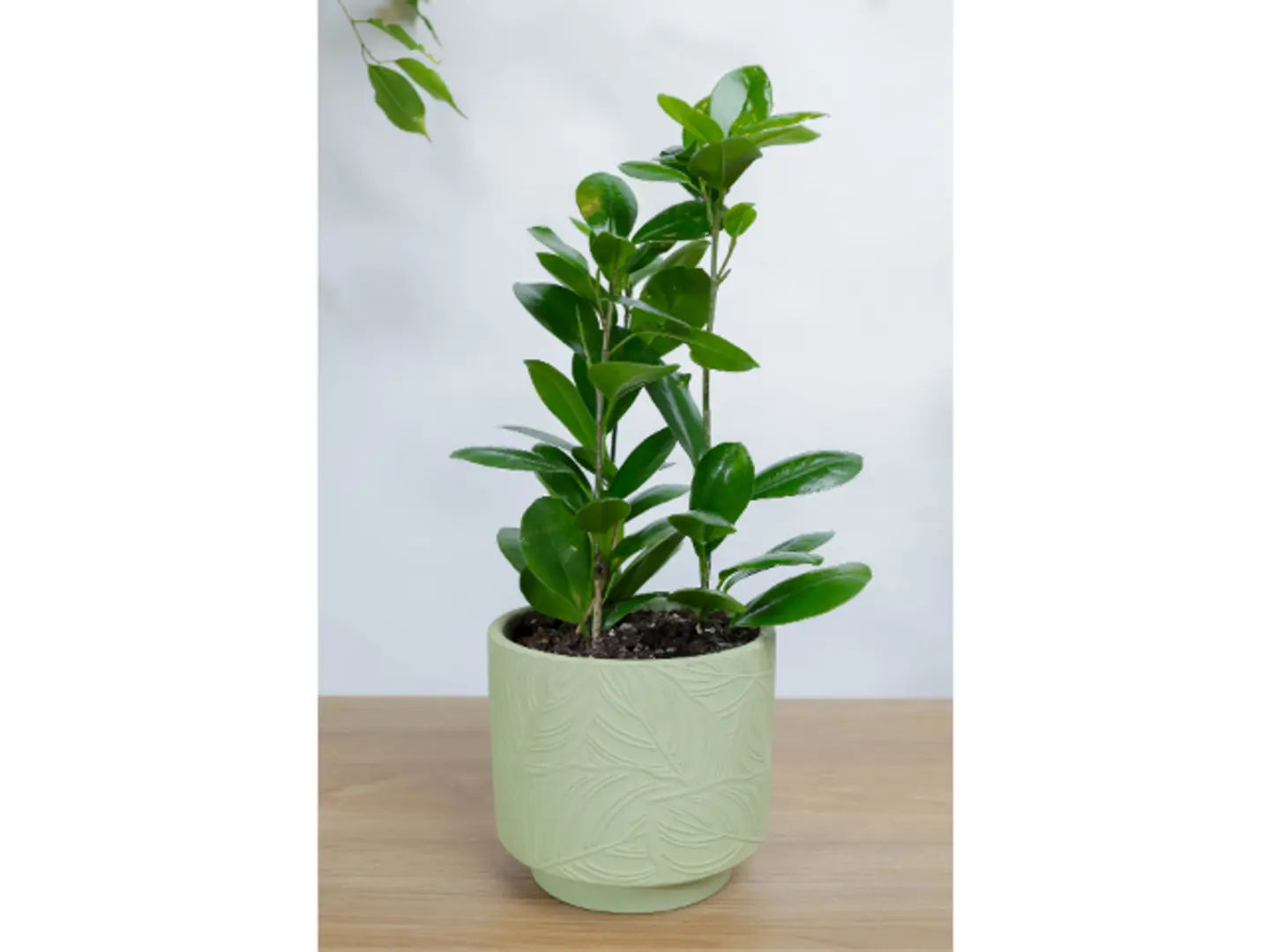 نبتة فيكس باندا في اصيص سيراميك اخضر بتصميم ورق الشجر بشكل مميز